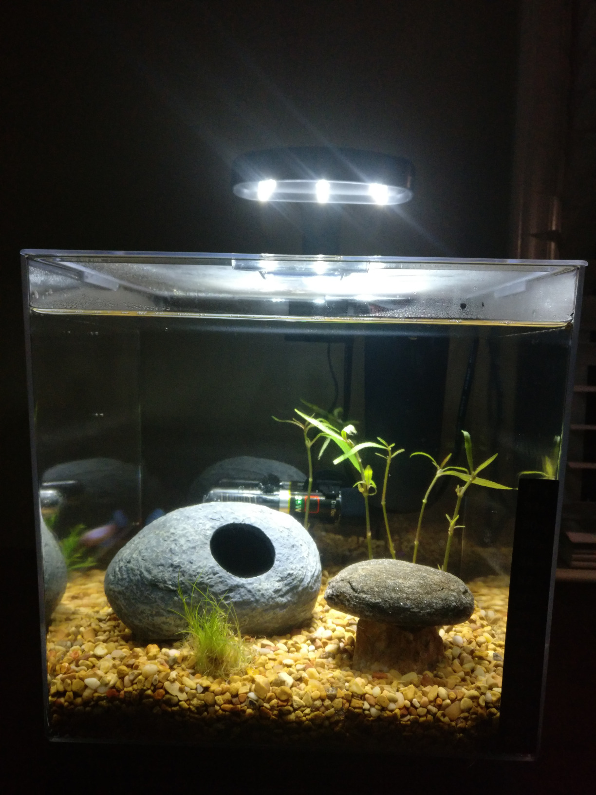 Tetra 3 Gallon Fish Tank, Aquarium Starter Kit with Pedestal Base, LED Light and Filter customer photo 2