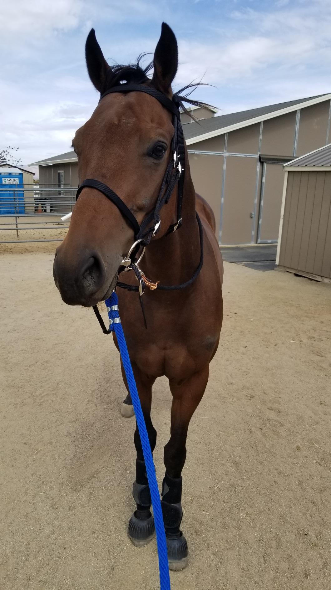 Intrepid International Exselle Horse Bridle - Durable Nylon Racehorse Bridle with Adjustable Rubber Grip Horse Reins, Cavesson & Curb Strap Attached - English Bridle Sets for Horses customer photo 1