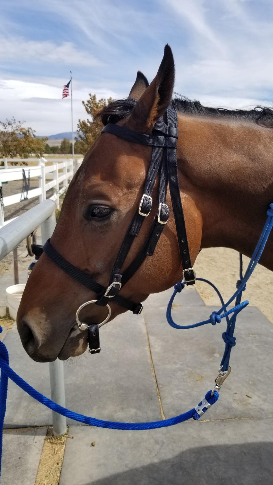 Intrepid International Exselle Horse Bridle - Durable Nylon Racehorse Bridle with Adjustable Rubber Grip Horse Reins, Cavesson & Curb Strap Attached - English Bridle Sets for Horses customer photo 2