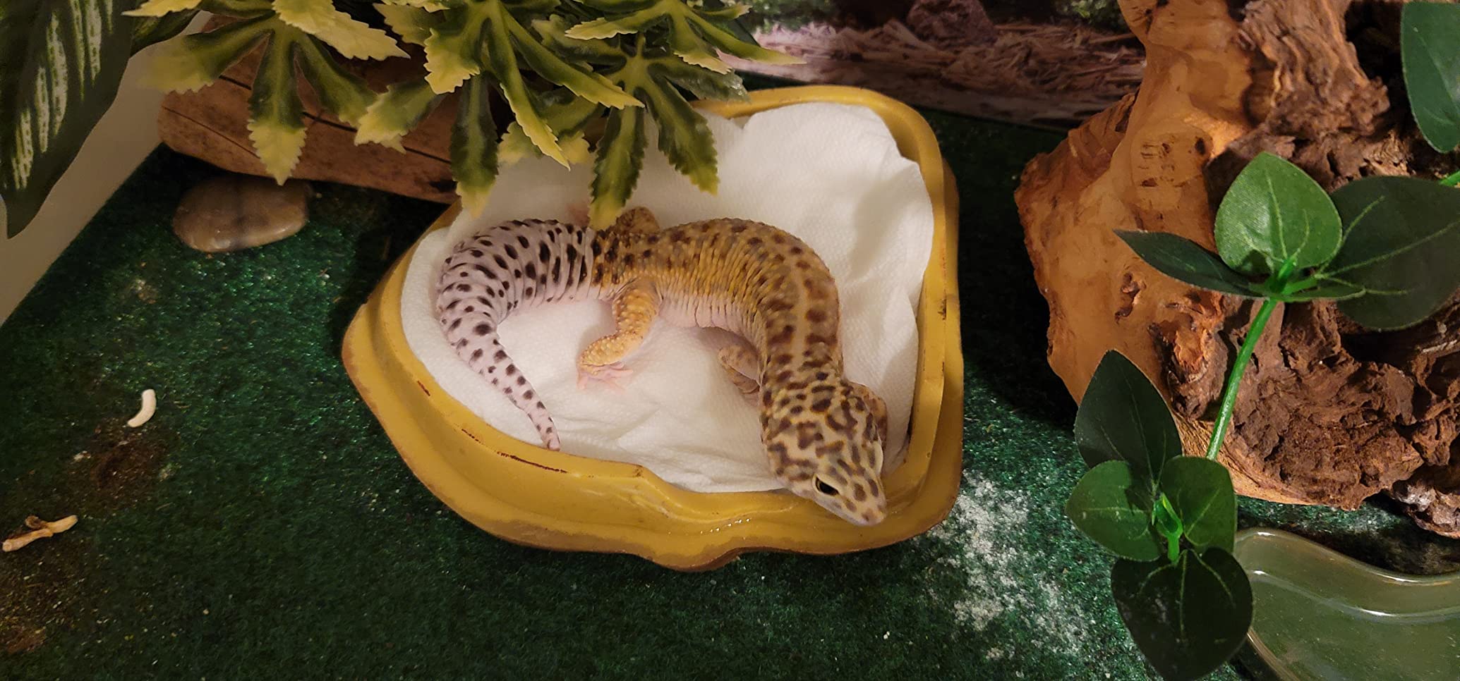 Exo Terra Gecko Cave for Reptiles and Amphibians, Reptile Hideout, Medium customer photo 2