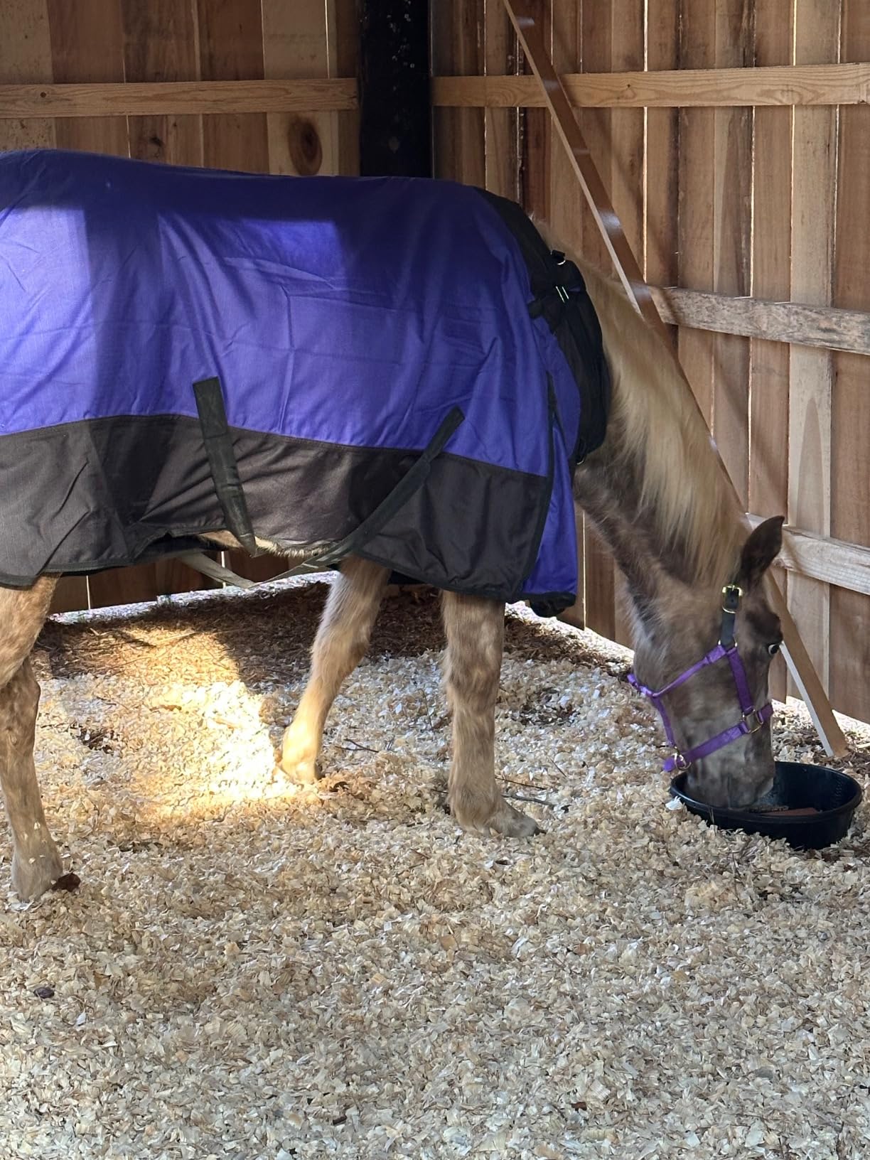 Tough 1 1200D Snuggit Turnout 300g 75In Purple customer photo 2