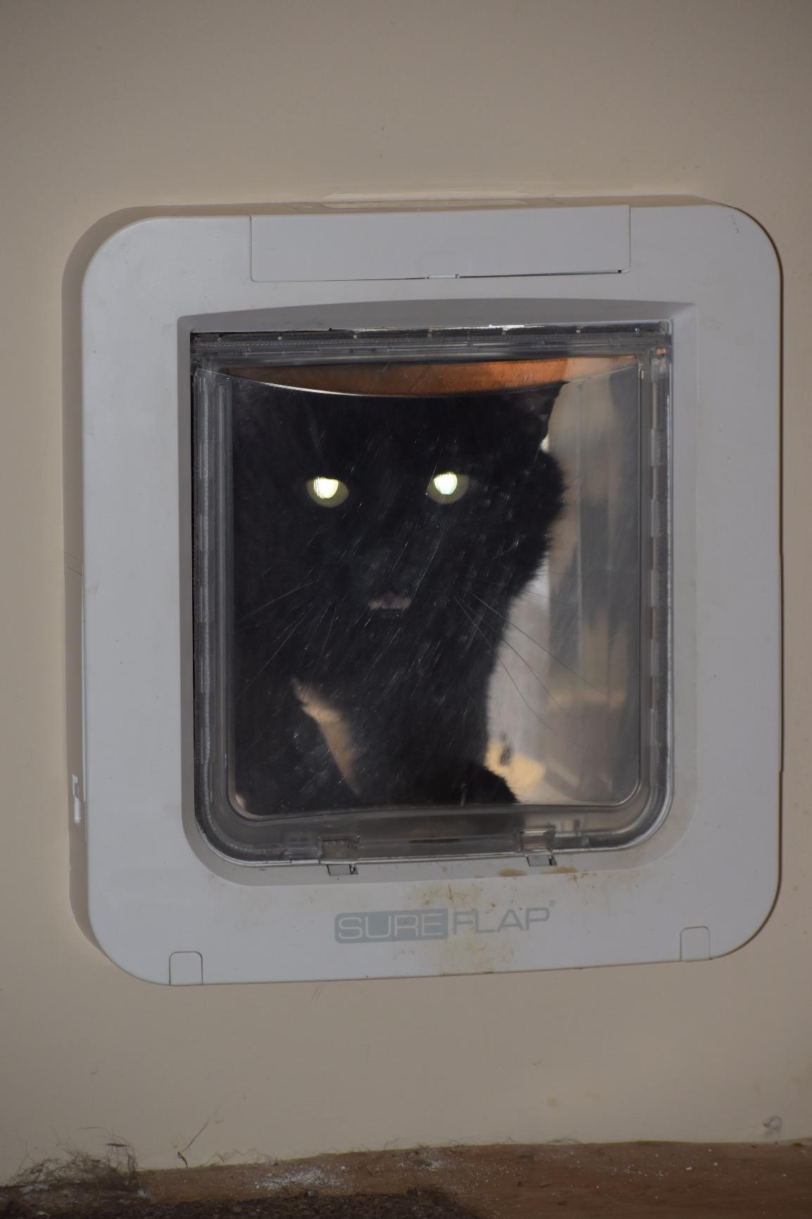 SureFlap-Sure Petcare Microchip Pet Door (White) customer photo 2