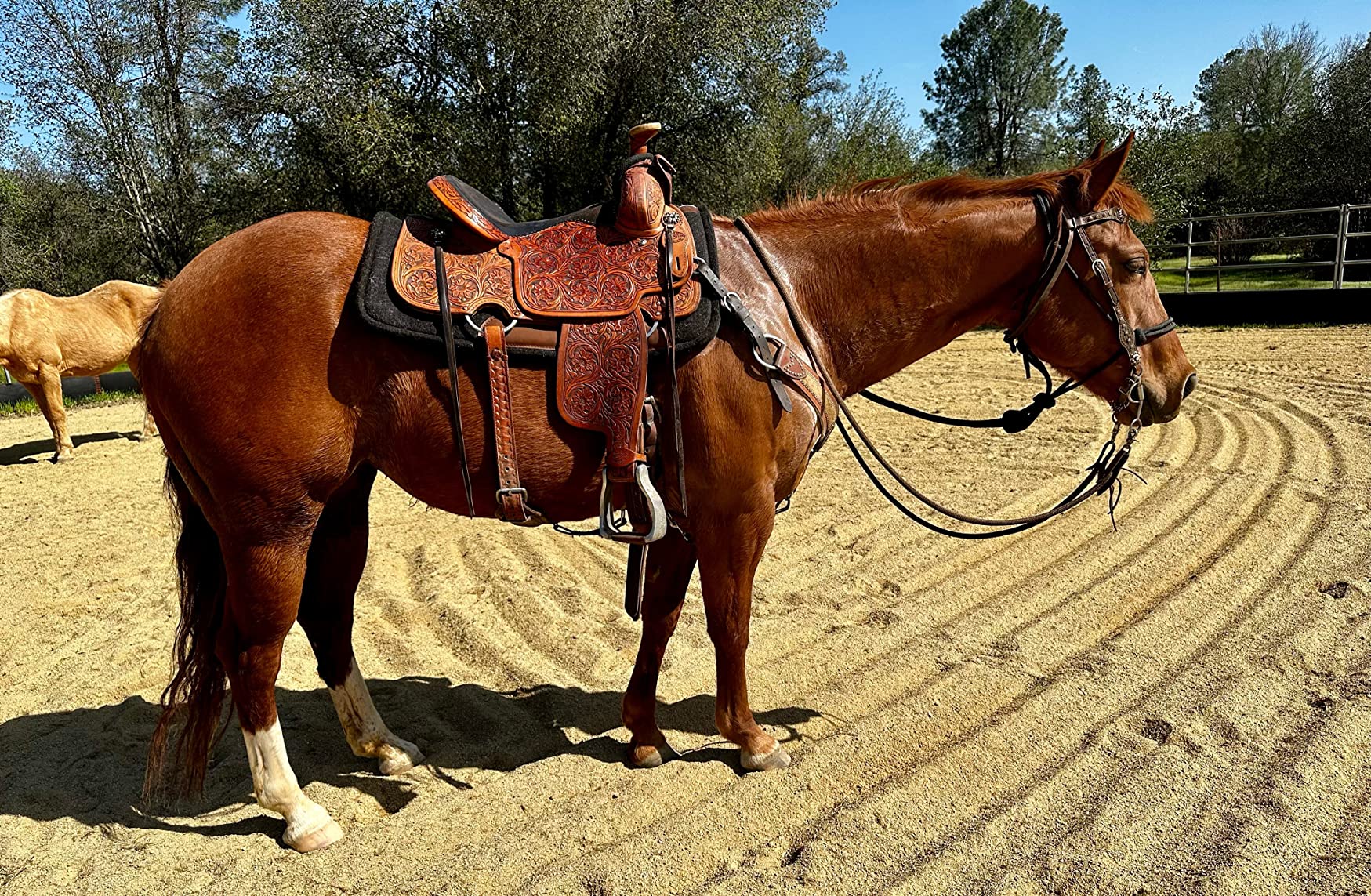 Diamond Wool Contour Felt Ranch Pad 30X30 customer photo 1