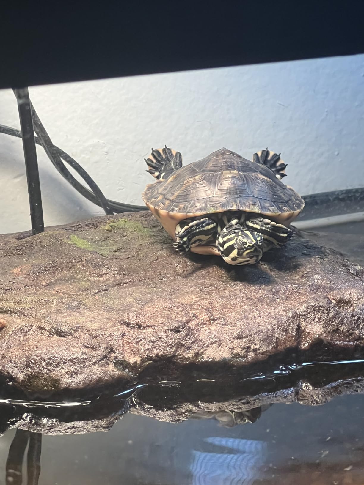 Exo Terra Turtle Dock customer photo 1