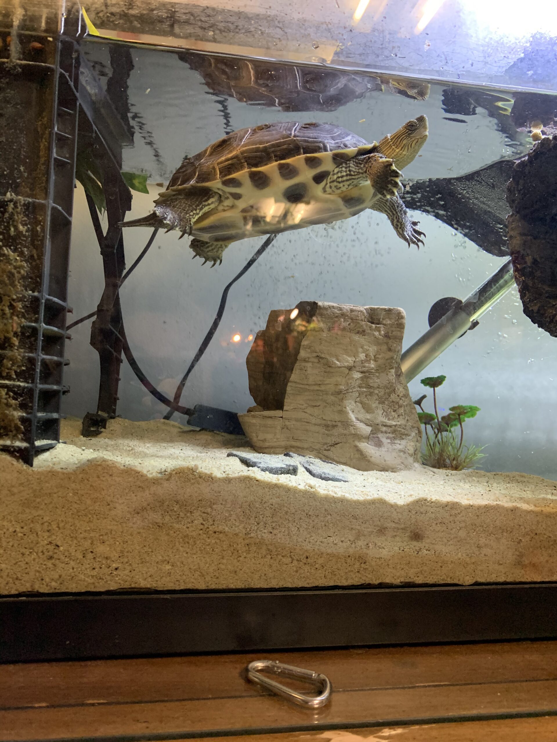 Exo Terra Turtle Dock customer photo 2