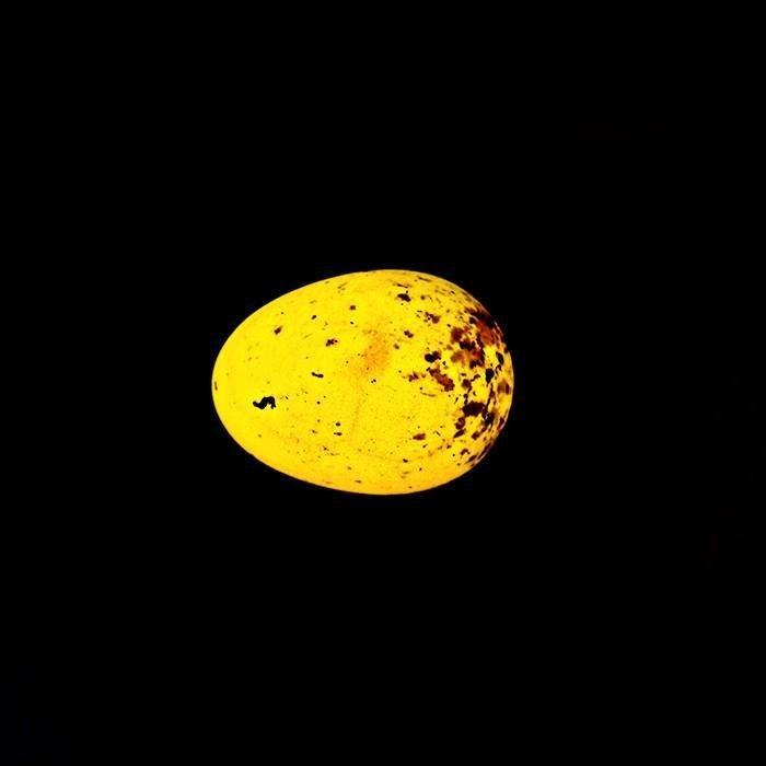 Brinsea OvaView High Intensity Egg Candler for Monitoring Embryo Development in Quail, Pheasant, Marans Eggs, Portable Battery Operated Extra Bright LED Light Candling Lamp customer photo 1