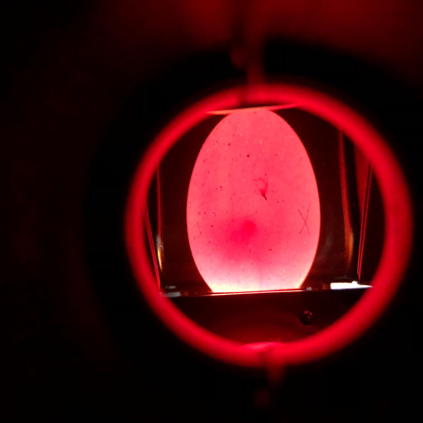 Brinsea OvaView High Intensity Egg Candler for Monitoring Embryo Development in Quail, Pheasant, Marans Eggs, Portable Battery Operated Extra Bright LED Light Candling Lamp customer photo 2