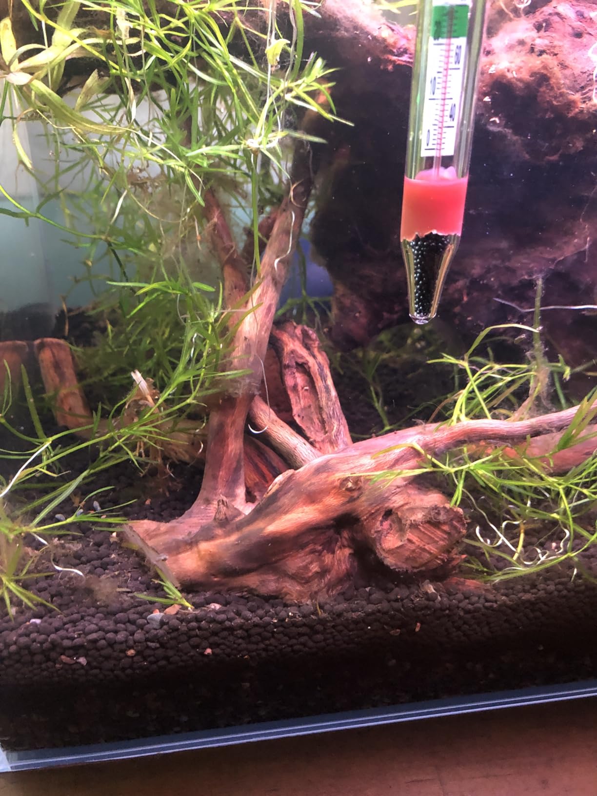 Fluval 12693 Plant and Shrimp Stratum for Freshwater Fish Tanks, 4.4 lbs. - Aquarium Substrate for Strong Plant Growth, Supports Neutral to Slightly Acidic pH customer photo 2
