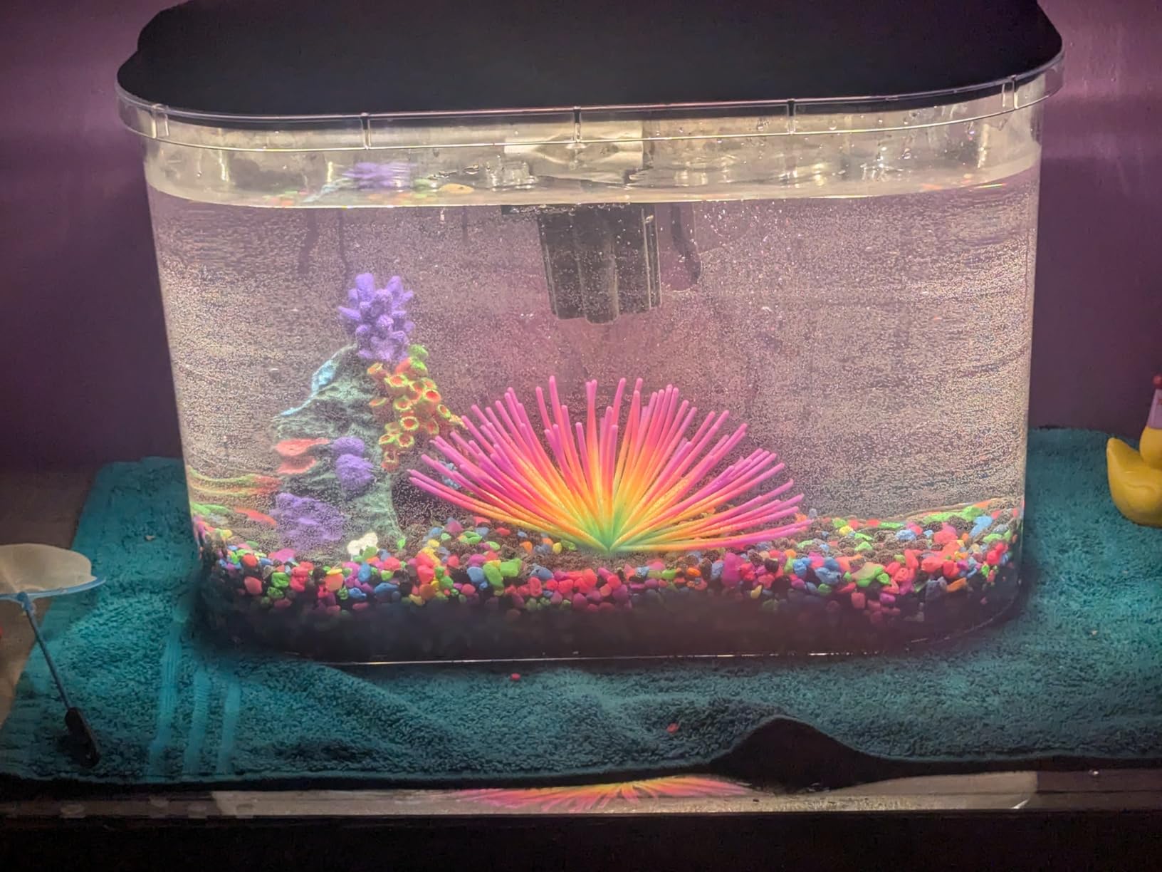 Koller Products 5-Gallon Aquarium Kit with LED Lighting and Power Filter customer photo 1