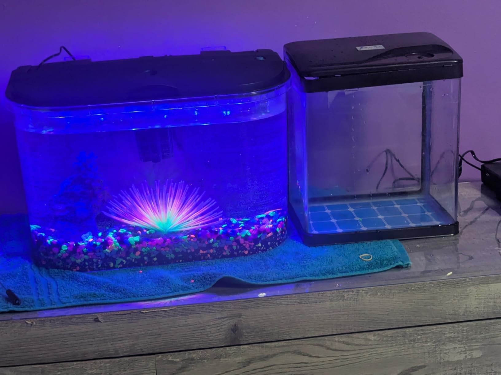 Koller Products 5-Gallon Aquarium Kit with LED Lighting and Power Filter customer photo 2