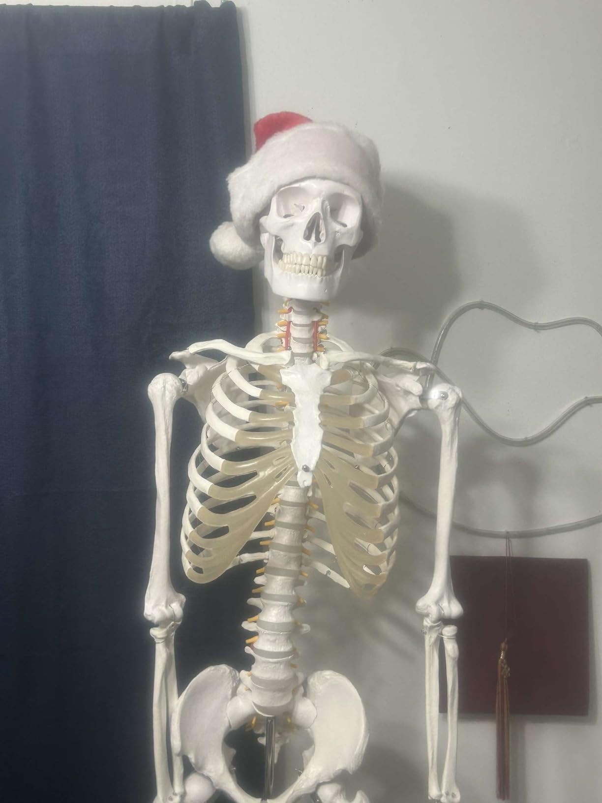 Axis Scientific Life Size Skeleton Model for Anatomy Study, Includes 3 Printed Guides, Pelvic-Mounted Rolling Stand, and US-Based Customer Service customer photo 2