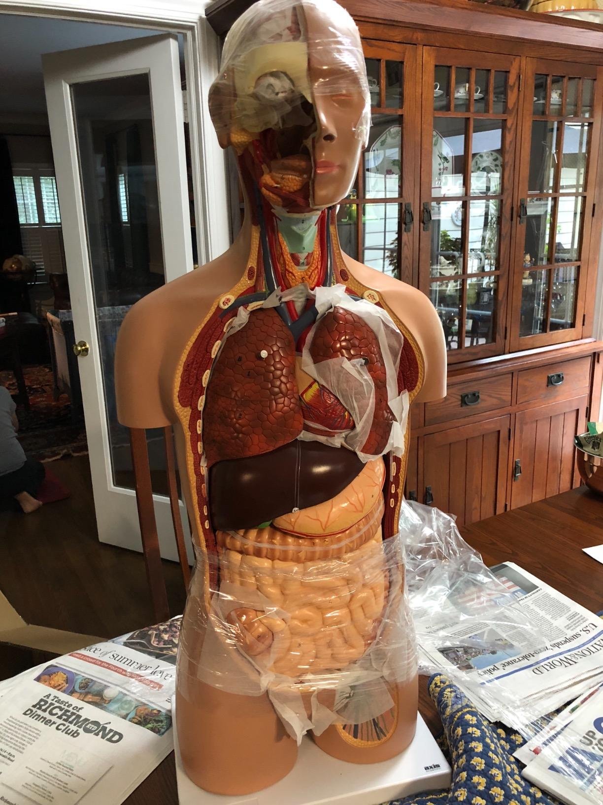 Axis Scientific Deluxe Dual-Sex Human Torso Anatomy Model, Detailed Life-Size Human Body Replica with 27 Removable Organs and Detailed Product Guide to Learn from customer photo 1