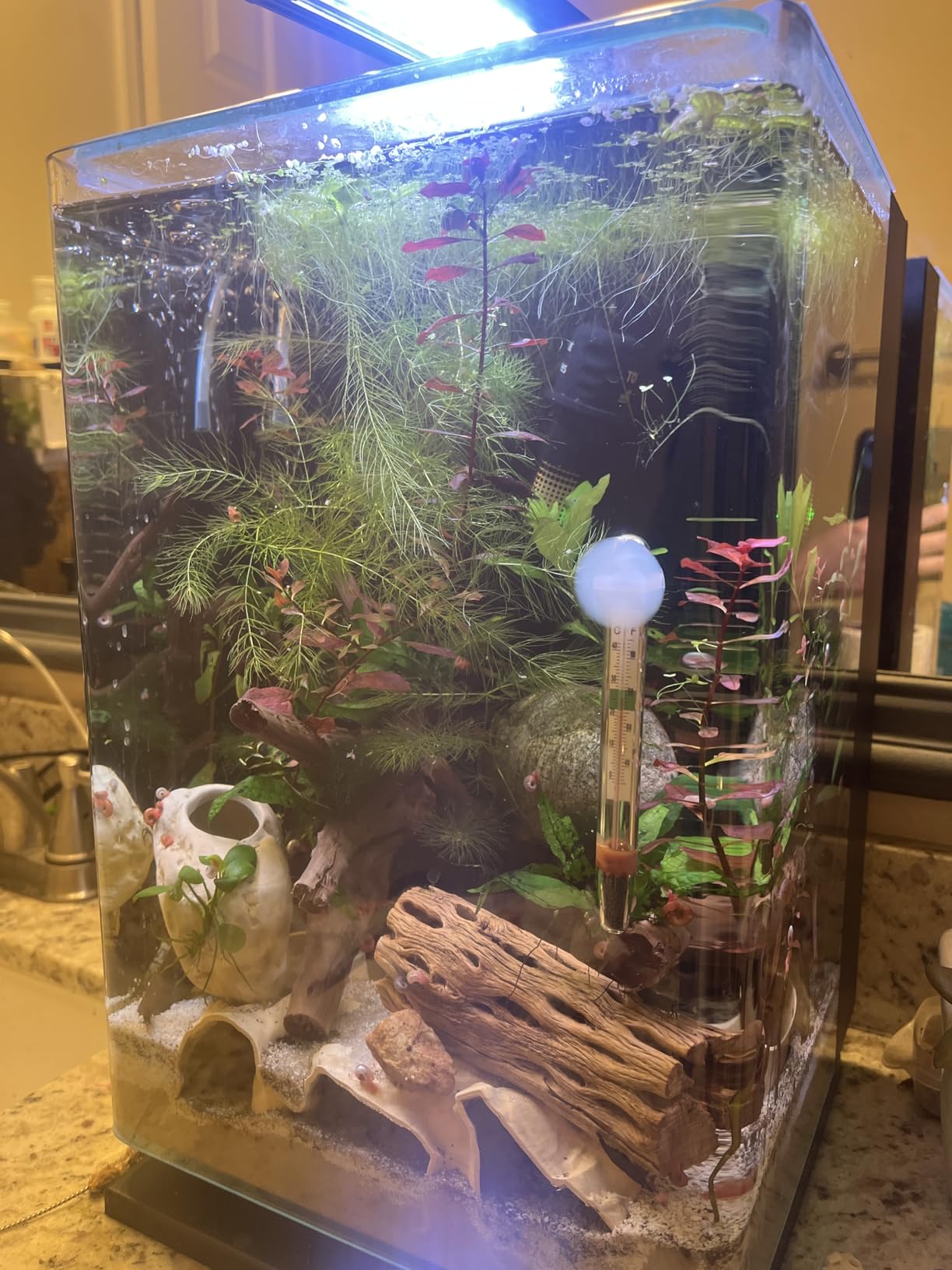 Marineland Portrait Glass LED Aquarium Kit, 5 Gallons, Hidden Filtration customer photo 1