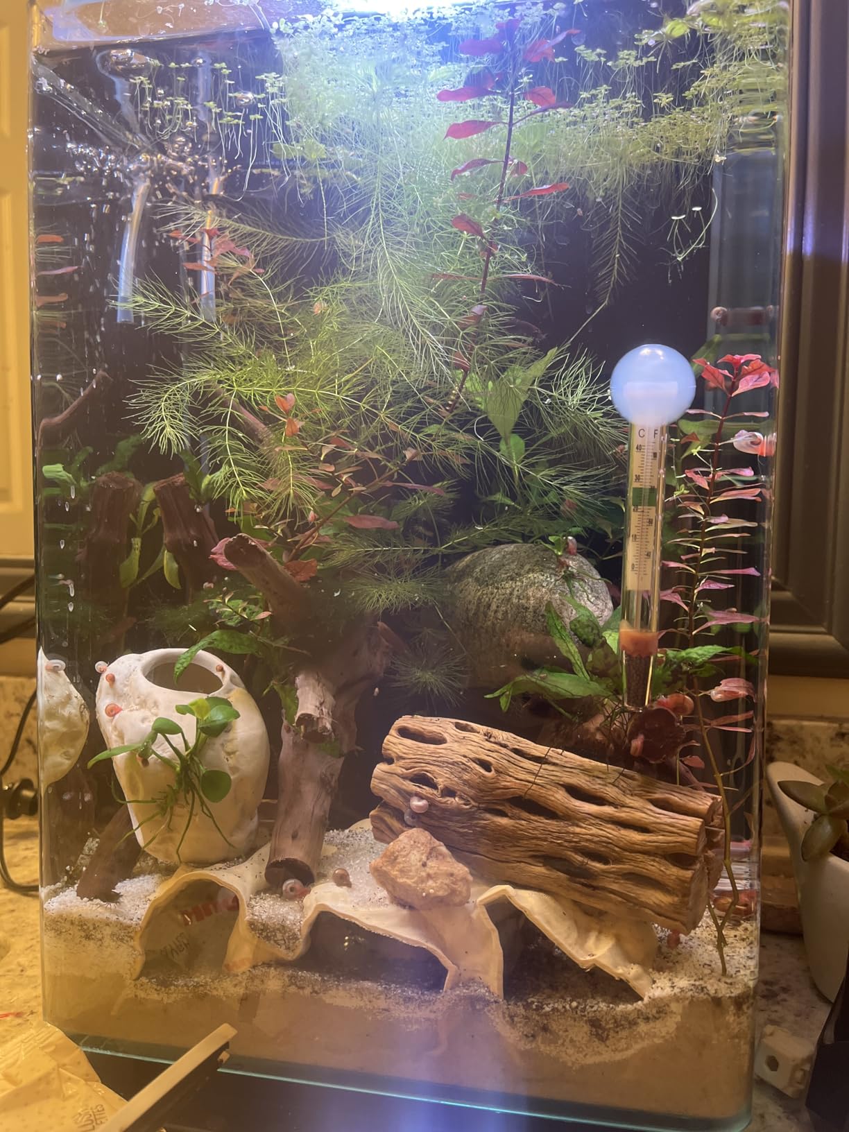Marineland Portrait Glass LED Aquarium Kit, 5 Gallons, Hidden Filtration customer photo 2