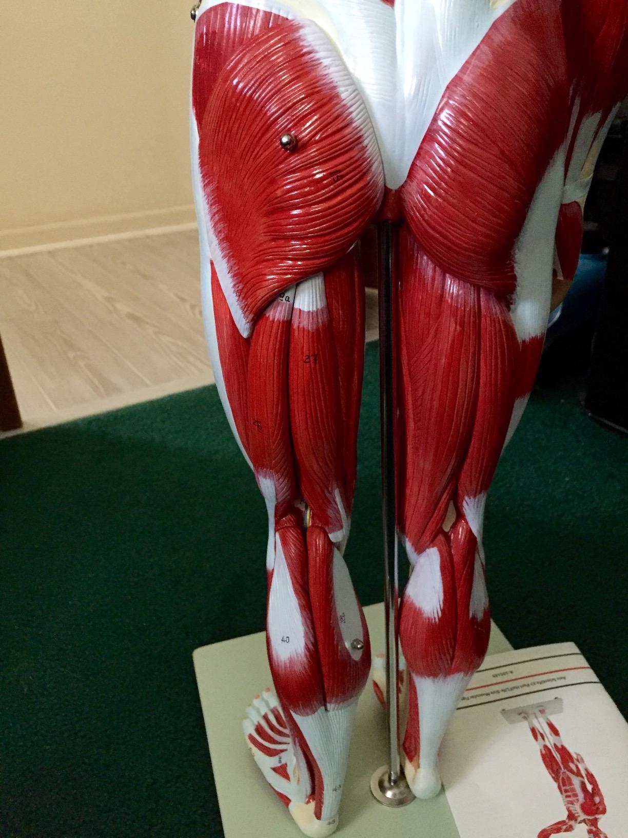 Axis Scientific Human Muscle and Organ Model, 27-Part Half Life-Size Muscular Figure With Removable Organs and Muscle Anatomy, Includes Detailed Full Color Product Manual and Worry Free Warranty customer photo 2