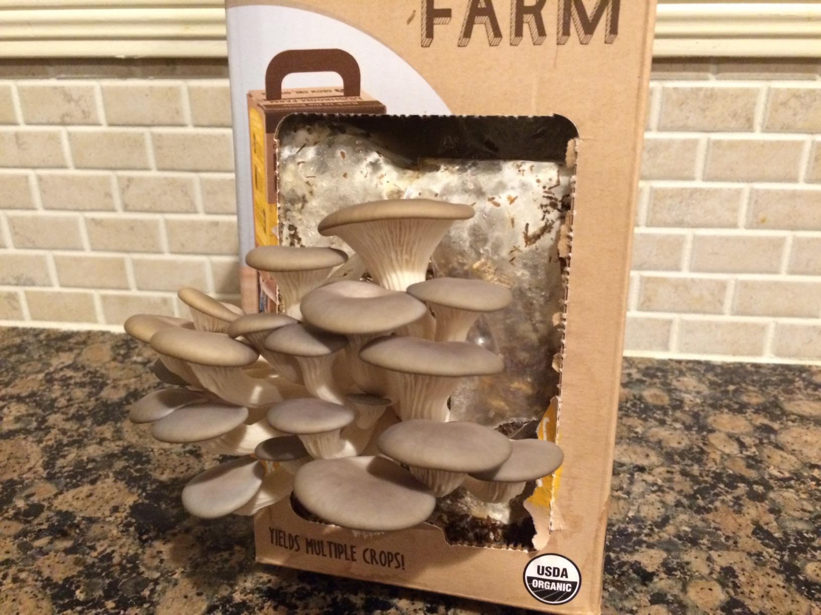 Back to the Roots Organic Mini Mushroom Grow Kit, Harvest Gourmet Oyster Mushrooms In 10 days customer photo 1