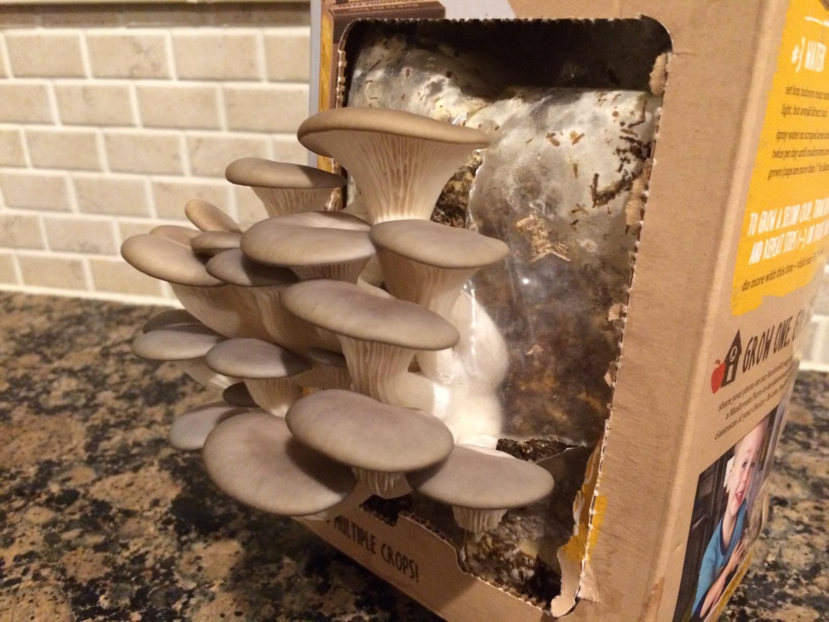 Back to the Roots Organic Mini Mushroom Grow Kit, Harvest Gourmet Oyster Mushrooms In 10 days customer photo 2
