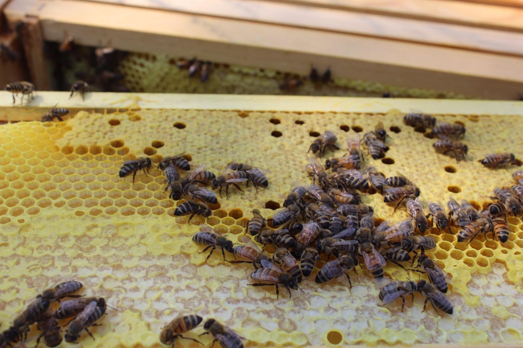 Mann Lake, Queen Excluder for Beekeeping, Precision Welded Low Carbon Steel, Perfect for 10-Frame Hives, Durable and Long-Lasting, Keeps Honey Clean by Preventing Queen Access customer photo 3