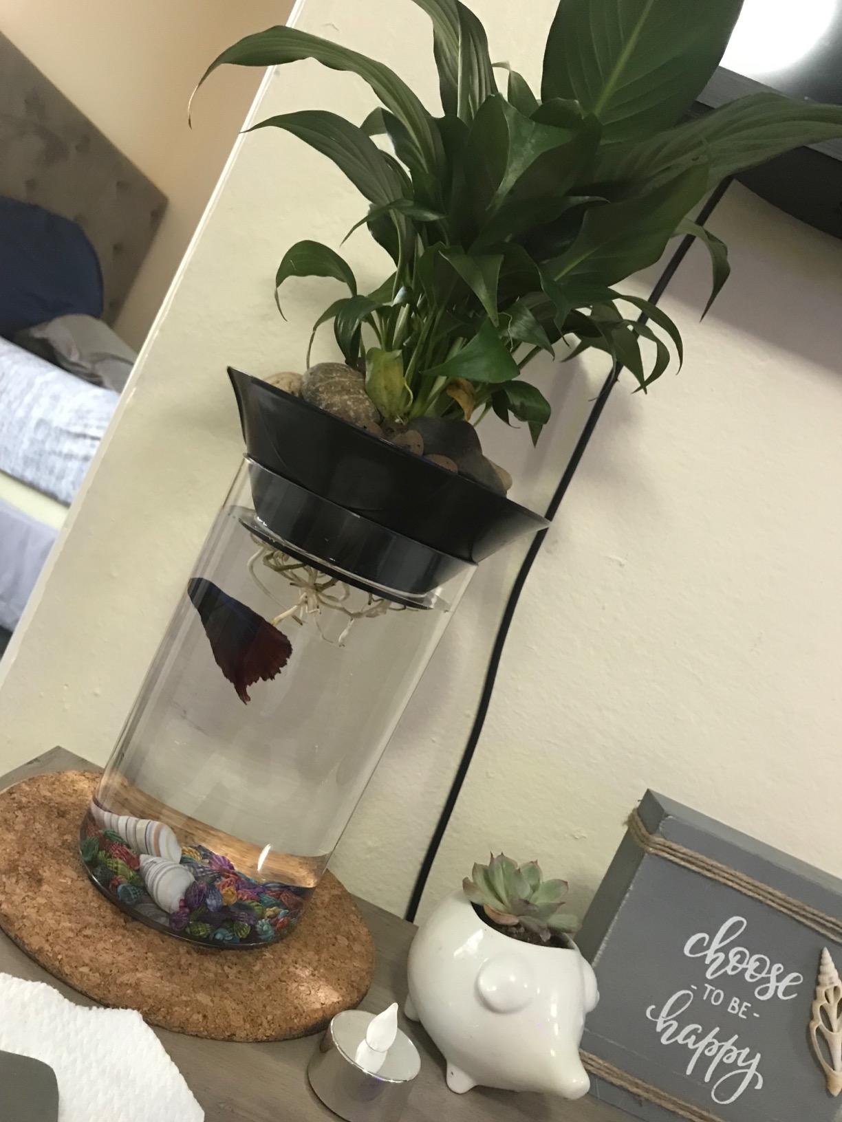 Penn-Plax Aquaponic Planter and Aquarium for Betta Fish Tank - Promotes Healthy Hydroponic Environment for Plants and Fish customer photo 1
