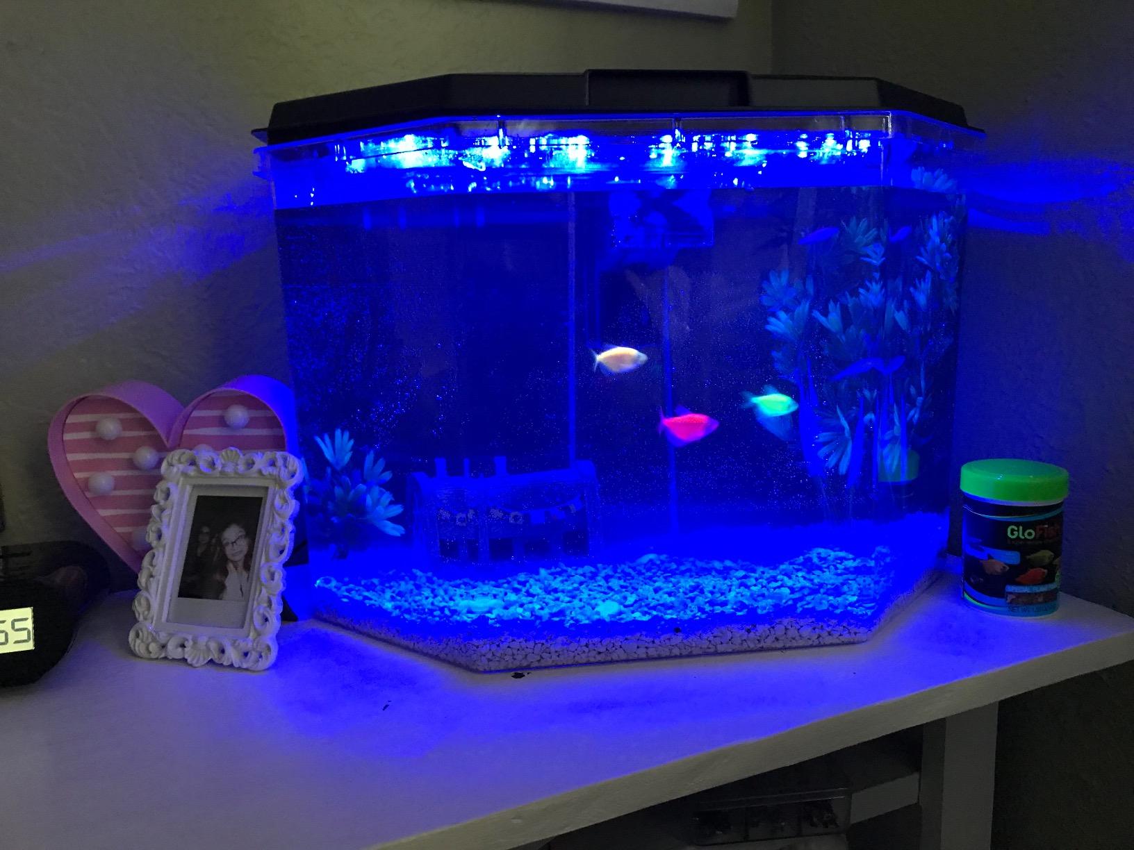 Koller Products 6.5-Gallon Aquarium Kit with Power Filter and LED Lighting customer photo 2