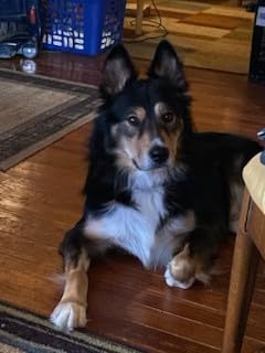 DNA MY DOG - Trusted & Affordable Breed Identification Test | 350+ Breeds Identified w/ 99%+ Accuracy | Complete Breed Analysis, Personality and Behavior Insights | Easy Cheek Swab, Results in 2-3 Weeks customer photo 1