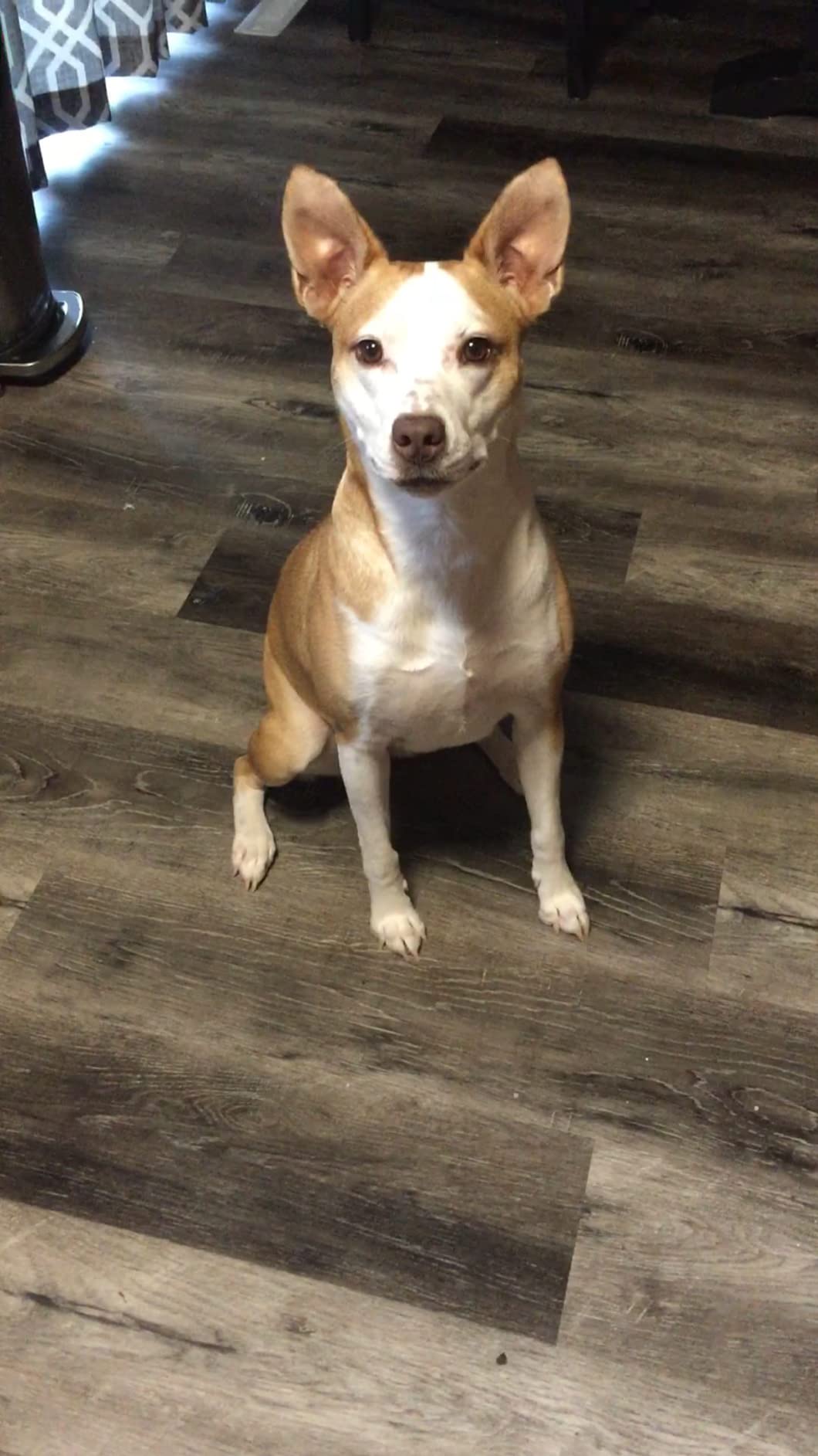 DNA MY DOG - Trusted & Affordable Breed Identification Test | 350+ Breeds Identified w/ 99%+ Accuracy | Complete Breed Analysis, Personality and Behavior Insights | Easy Cheek Swab, Results in 2-3 Weeks customer photo 2