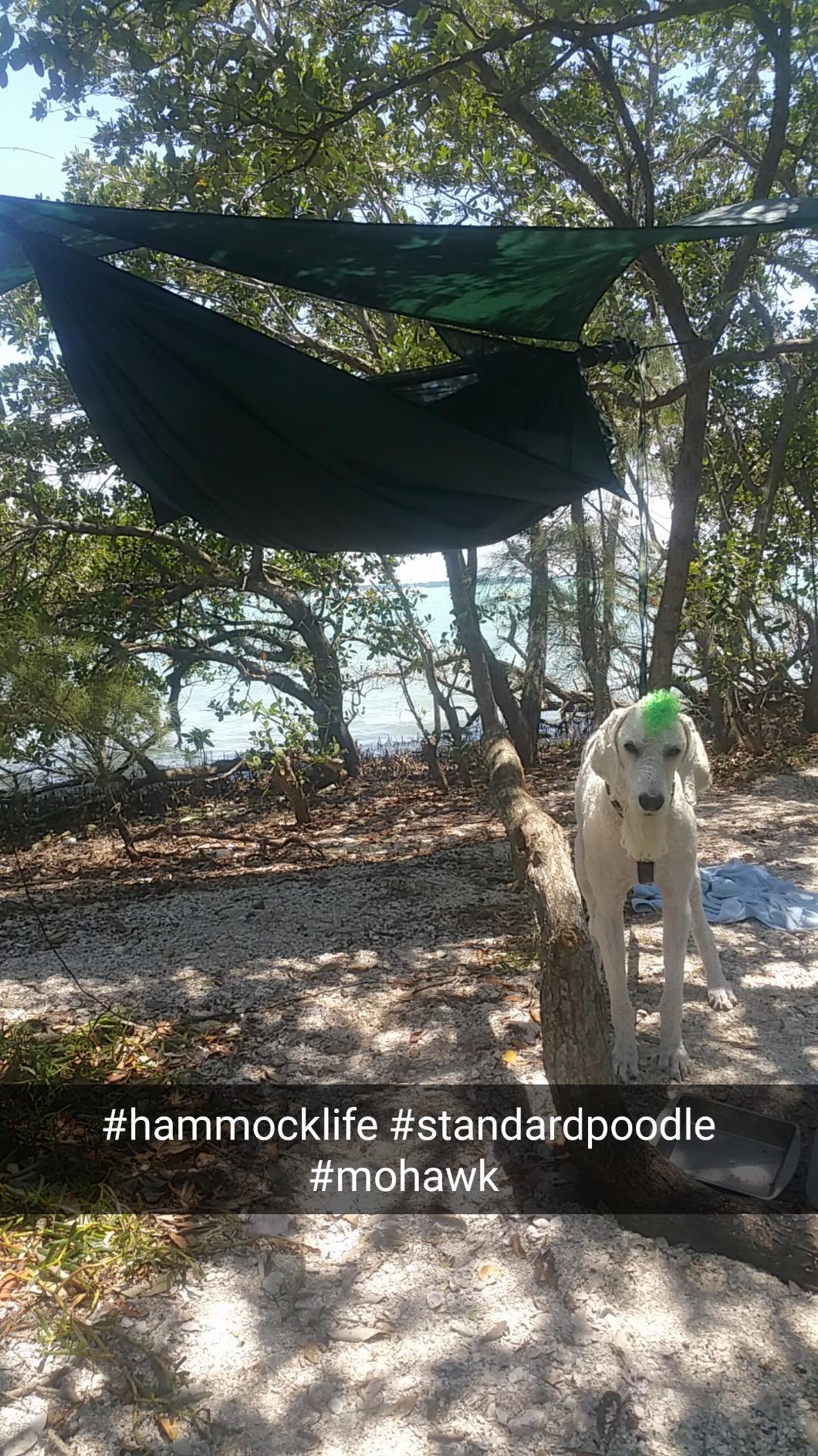 Hennessy Hammock Jungle Expedition Zip - Integrated Mosquito Net Camping Hammock customer photo 1