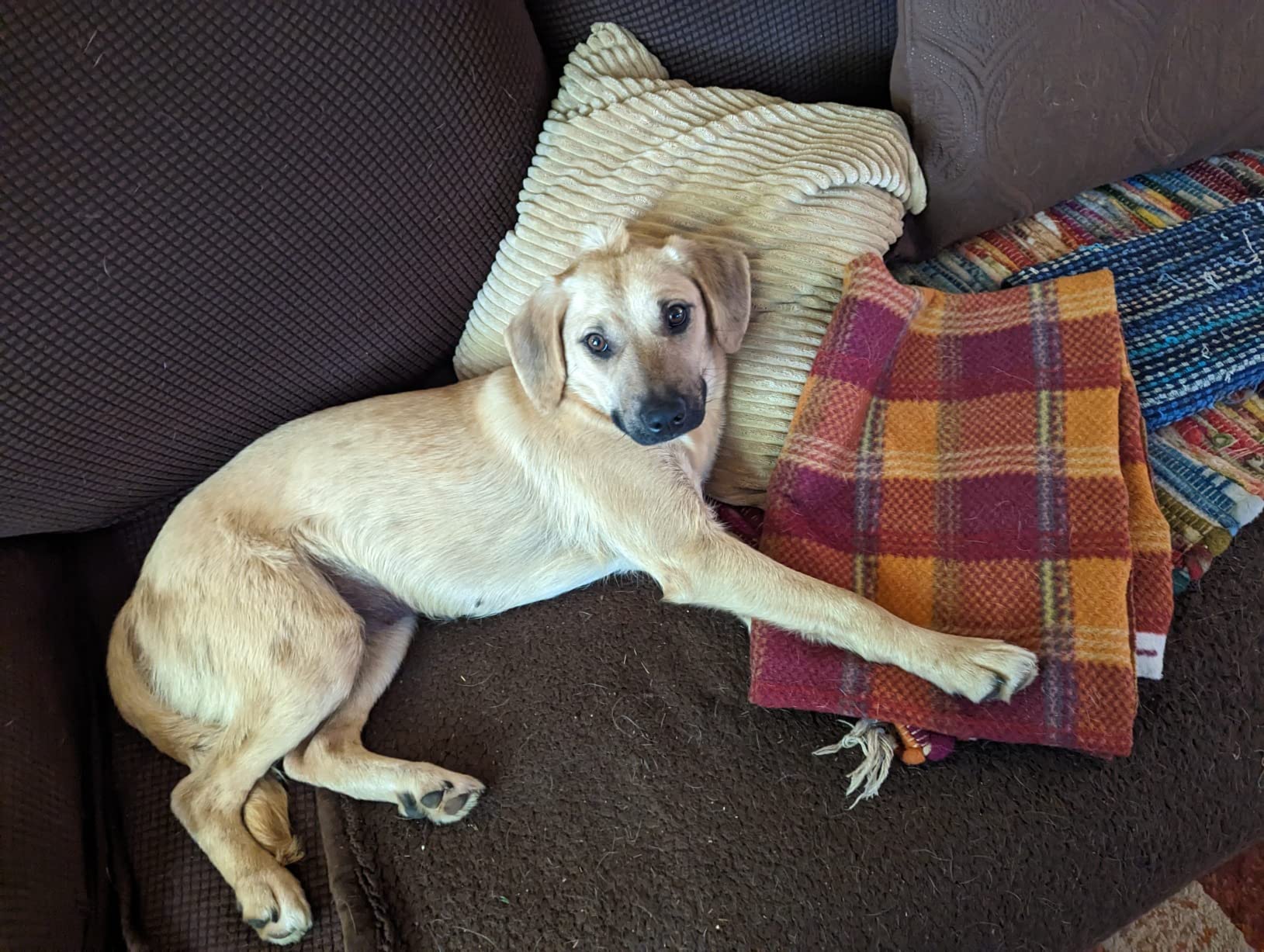 Embark Breed & Health Dog DNA Test - 400+ Breeds, 270+ Health Conditions, Allergy Risk Score, Relatives, and More customer photo 1