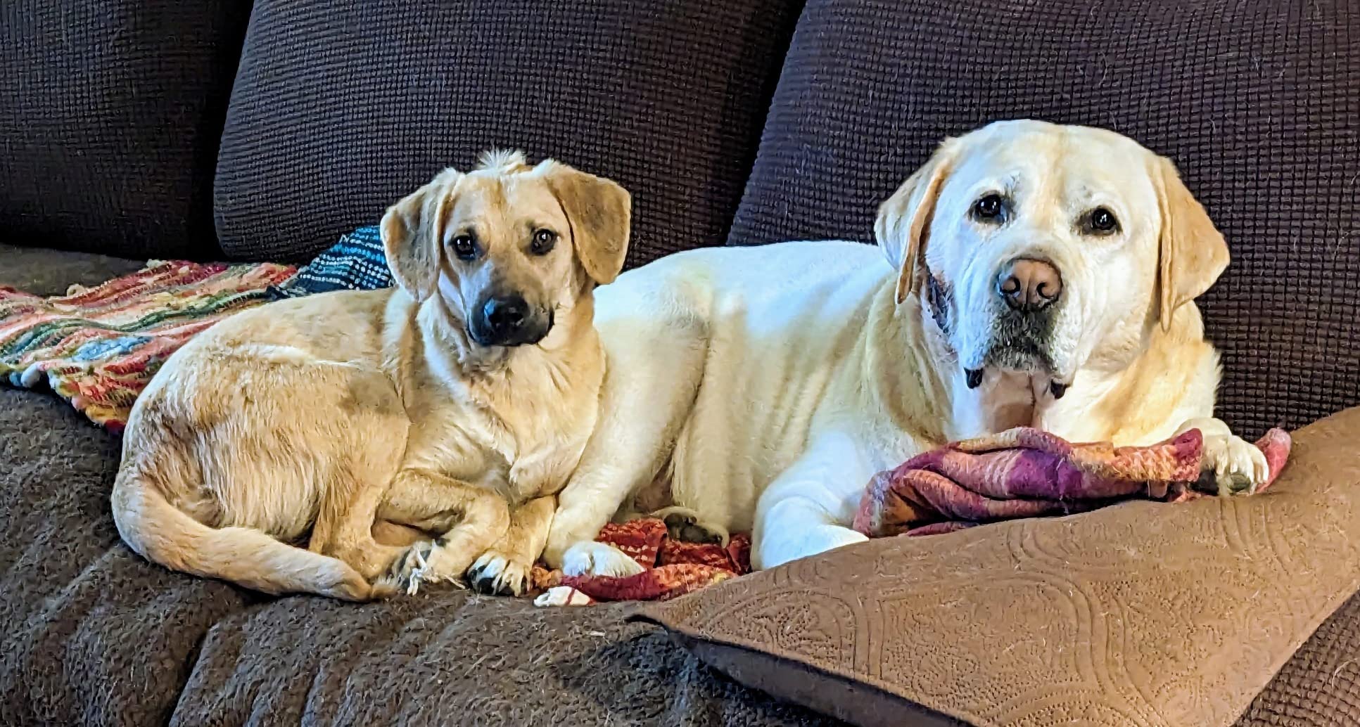 Embark Breed & Health Dog DNA Test - 400+ Breeds, 270+ Health Conditions, Allergy Risk Score, Relatives, and More customer photo 2