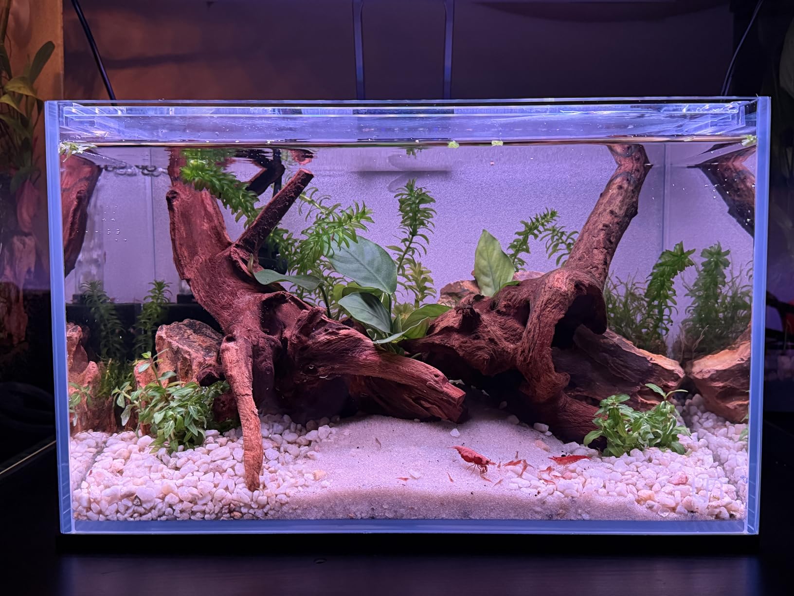 Ultum Nature Systems Ultra Clear Rimless Aquarium - Low Iron Glass Fish Tank with 45° Mitered Edges, 5mm-12mm Thick, Leveling Mat Included (3N, Nano, 3 Gallon) customer photo 1