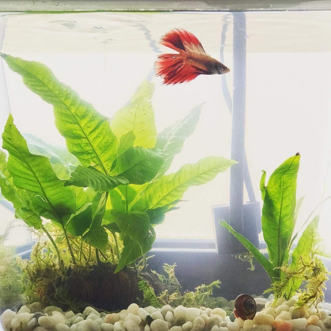 Back to the Roots Indoor Aquaponic Garden - 3 Gallon Self Watering, Mess-Free Planter and Self-Cleaning Fishtank for Herbs, Microgreens, Bamboo, Succulents, and Houseplants customer photo 1