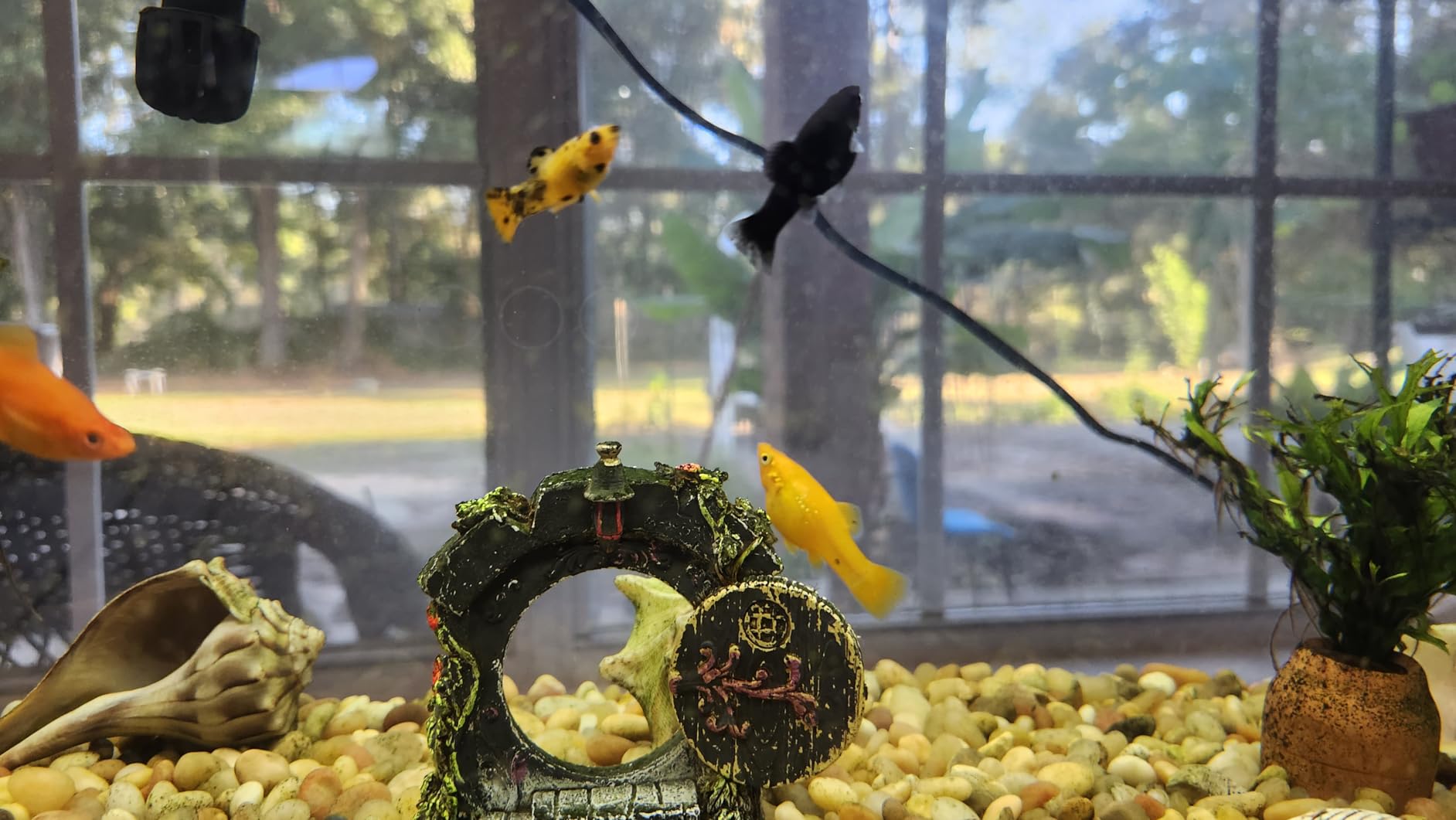 Luigi's Fish Tank Cleaner - Turtle Tank Accessories - Gravel Vacuum for Aquarium - Hand Siphon Hose to Remove and Change Water or Sand in Minutes customer photo 1