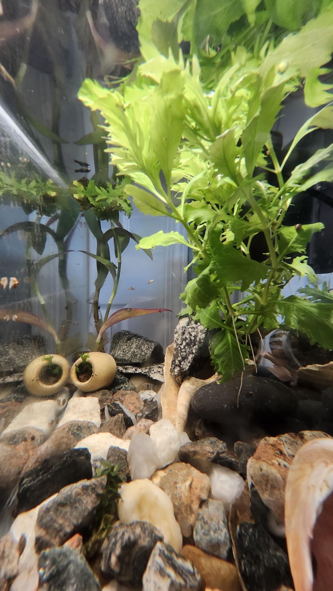 Luigi's Fish Tank Cleaner - Turtle Tank Accessories - Gravel Vacuum for Aquarium - Hand Siphon Hose to Remove and Change Water or Sand in Minutes customer photo 2