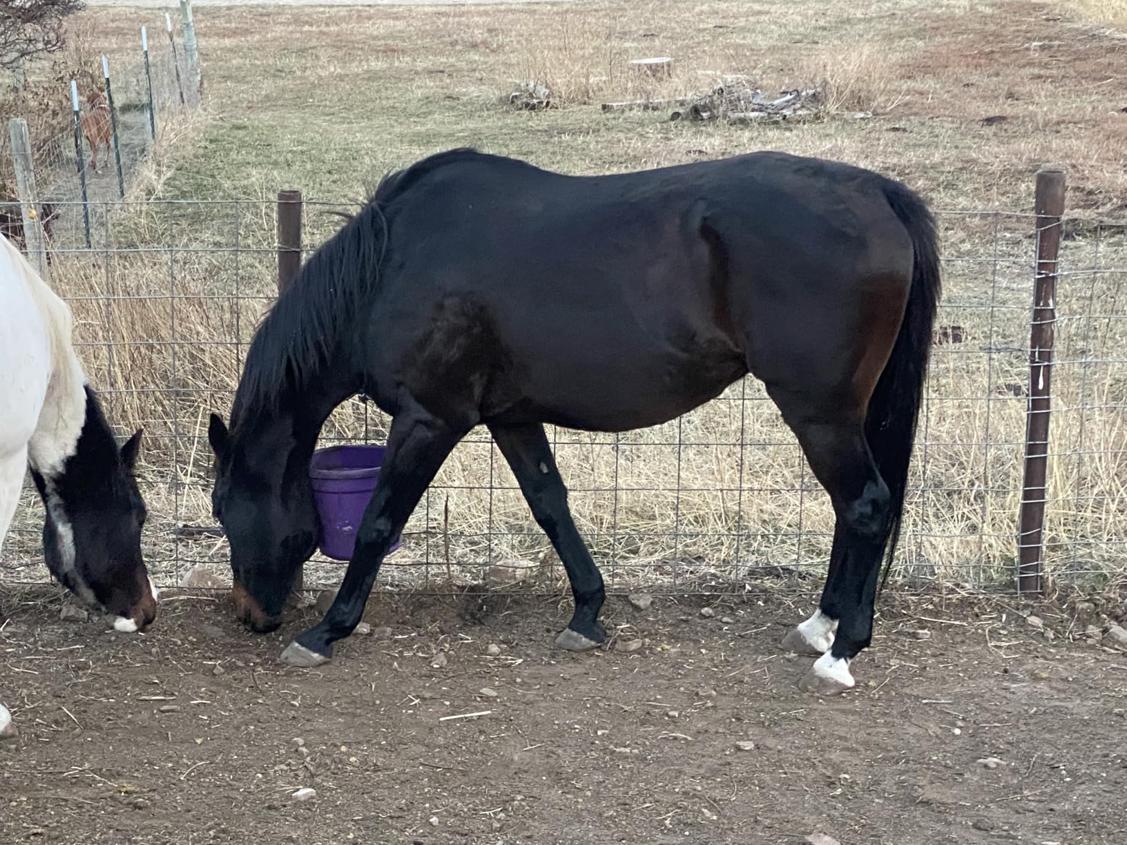 Formula 707 Joint 6in1 Equine Supplement, Daily Fresh Packs - Support for Joint Integrity and Inflammatory Response in Horses - Green-Lipped Mussel, MSM, Glucosamine, Chondroitin & Collagen customer photo 1