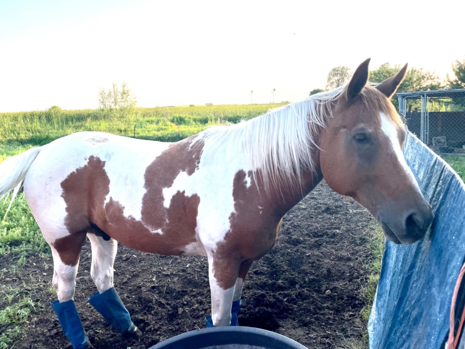 Formula 707 Joint 6in1 Equine Supplement, Daily Fresh Packs - Support for Joint Integrity and Inflammatory Response in Horses - Green-Lipped Mussel, MSM, Glucosamine, Chondroitin & Collagen customer photo 2