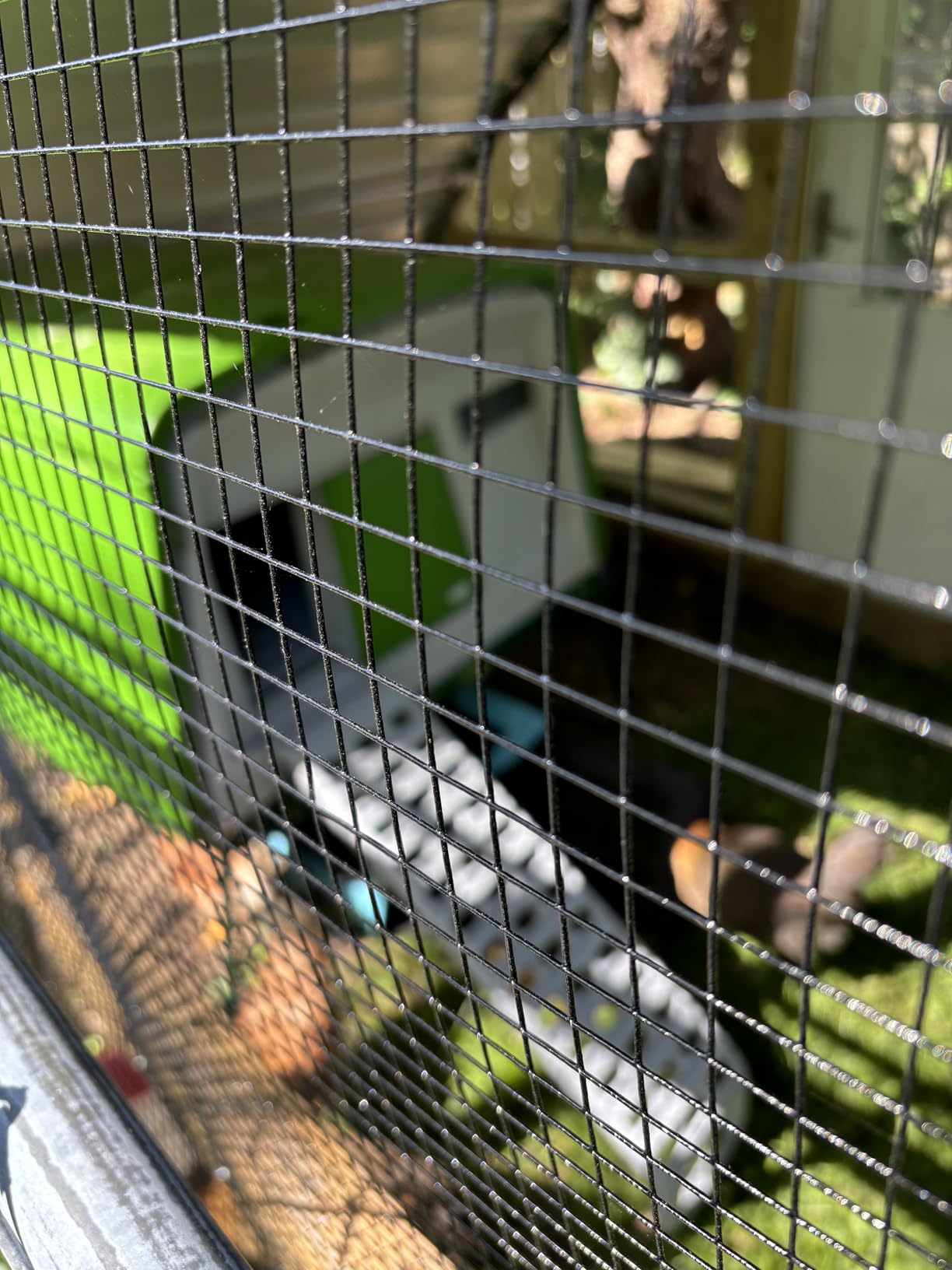 Omlet Eglu Cube Large Chicken Coop | Easy to Clean Plastic Chicken Tractor | The Most Secure Hen House for Complete Peace of Mind | Weatherproof Cool in Summer and Warm in Winter | Green customer photo 2