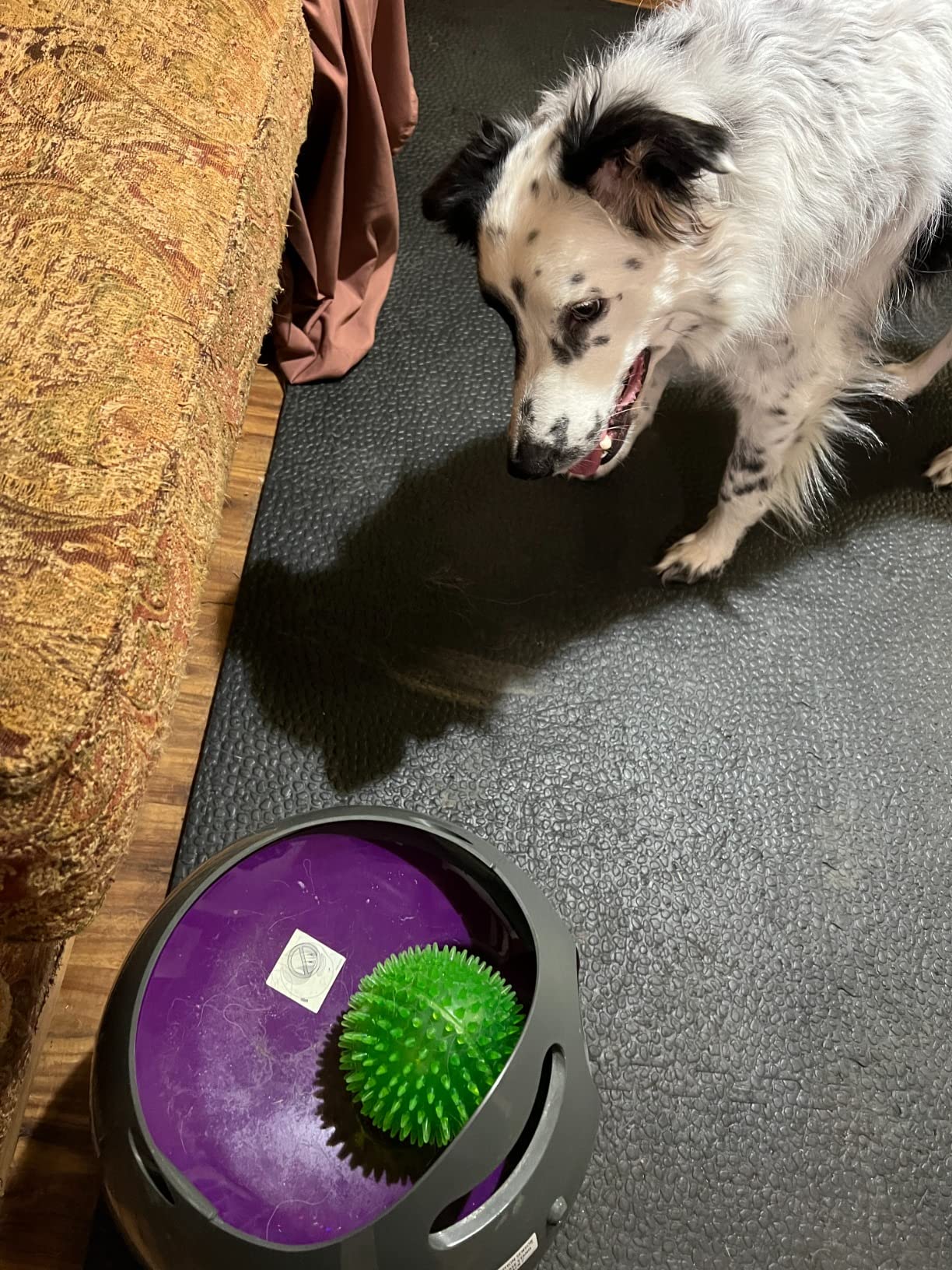 PetSafe Automatic Ball Launcher - Interactive Fetch Game - Hands-Free Fetch Training - Adjustable Range - Includes Tennis Balls - Indoor Outdoor Play - Motion Sensors - Automatic Sleep Mode customer photo 1