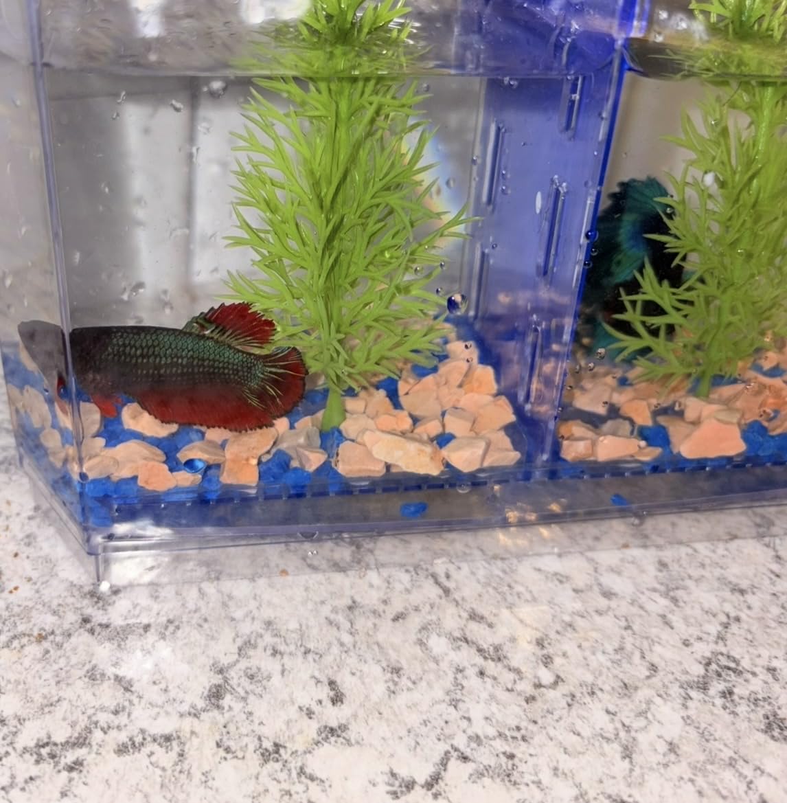 PENN-PLAX NuWave Betta Fish Tank Kit with LED Light and Internal Filter, 1.5 Gallon customer photo 2