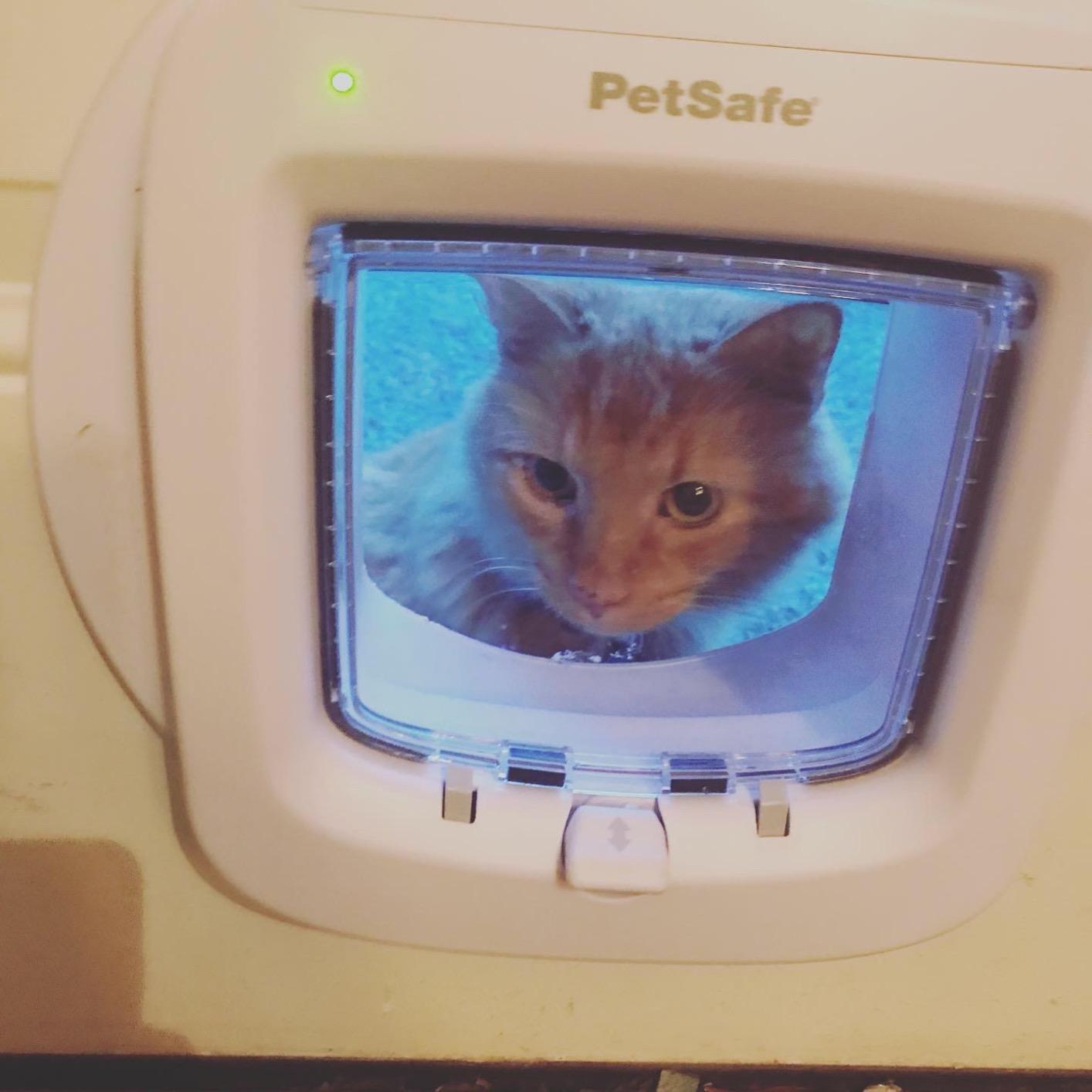 PetSafe Microchip Cat Door, Exterior or Interior Pet Door - Multi-User RFID Access Up to 40 Pets, 4-Way Locking, Weatherproof, DIY Easy Install, Hardware Kit; Privacy for Cat Litter Box or Pet Feeder customer photo 2