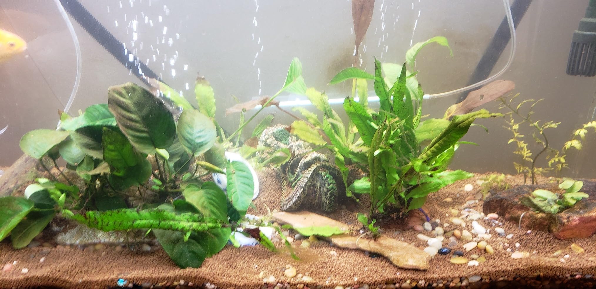 Ultum Nature Systems Controsoil - Freshwater Aqua Soil Substrate for Fish, Shrimp, Live Plant Propagation and Aquascaping - 6.8pH Low Ammonia, Volcanic Ash - Black, Extra Fine (10 Liter) customer photo 1