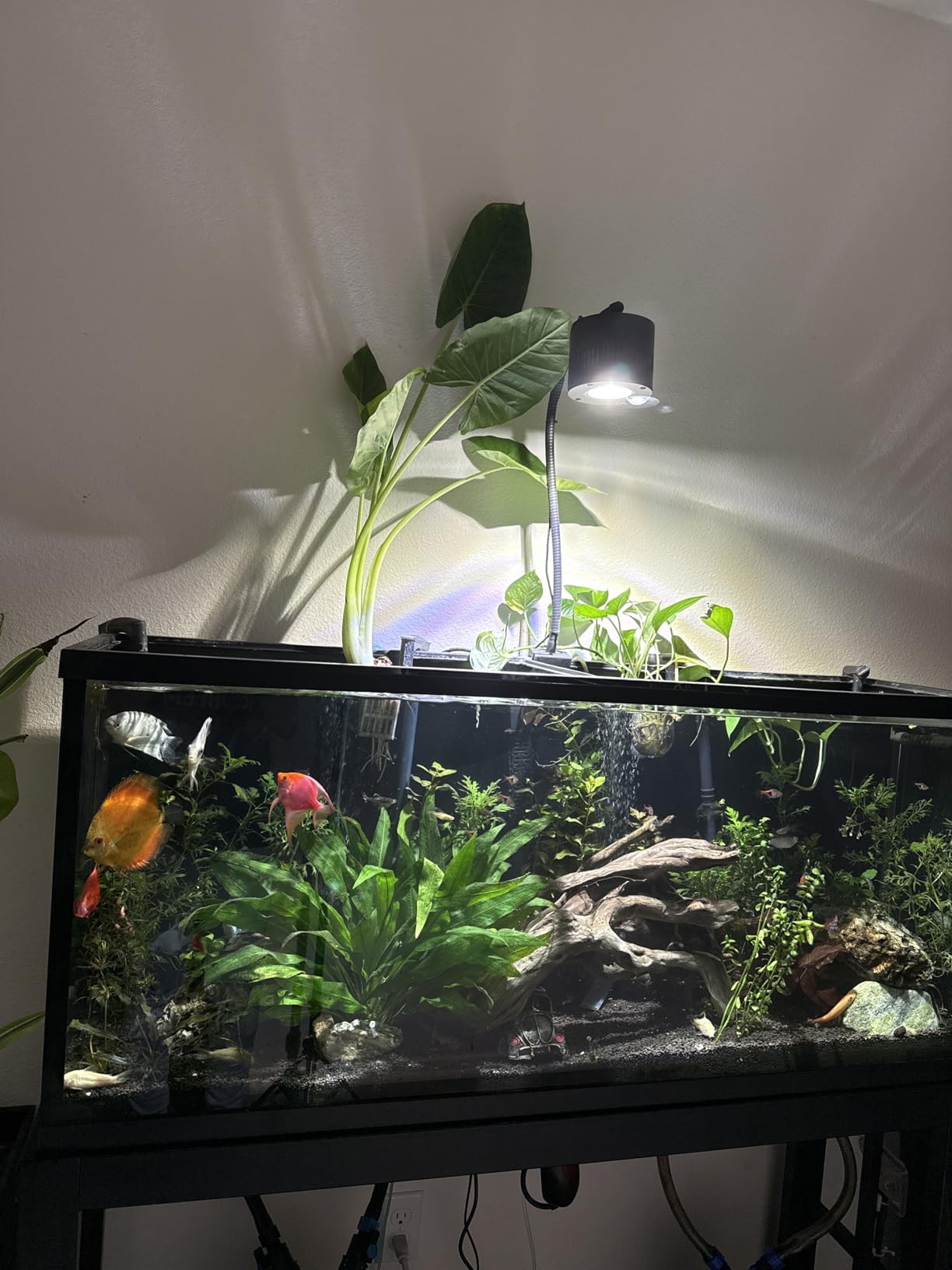 Ultum Nature Systems Controsoil - Freshwater Aqua Soil Substrate for Fish, Shrimp, Live Plant Propagation and Aquascaping - 6.8pH Low Ammonia, Volcanic Ash - Black, Extra Fine (10 Liter) customer photo 2
