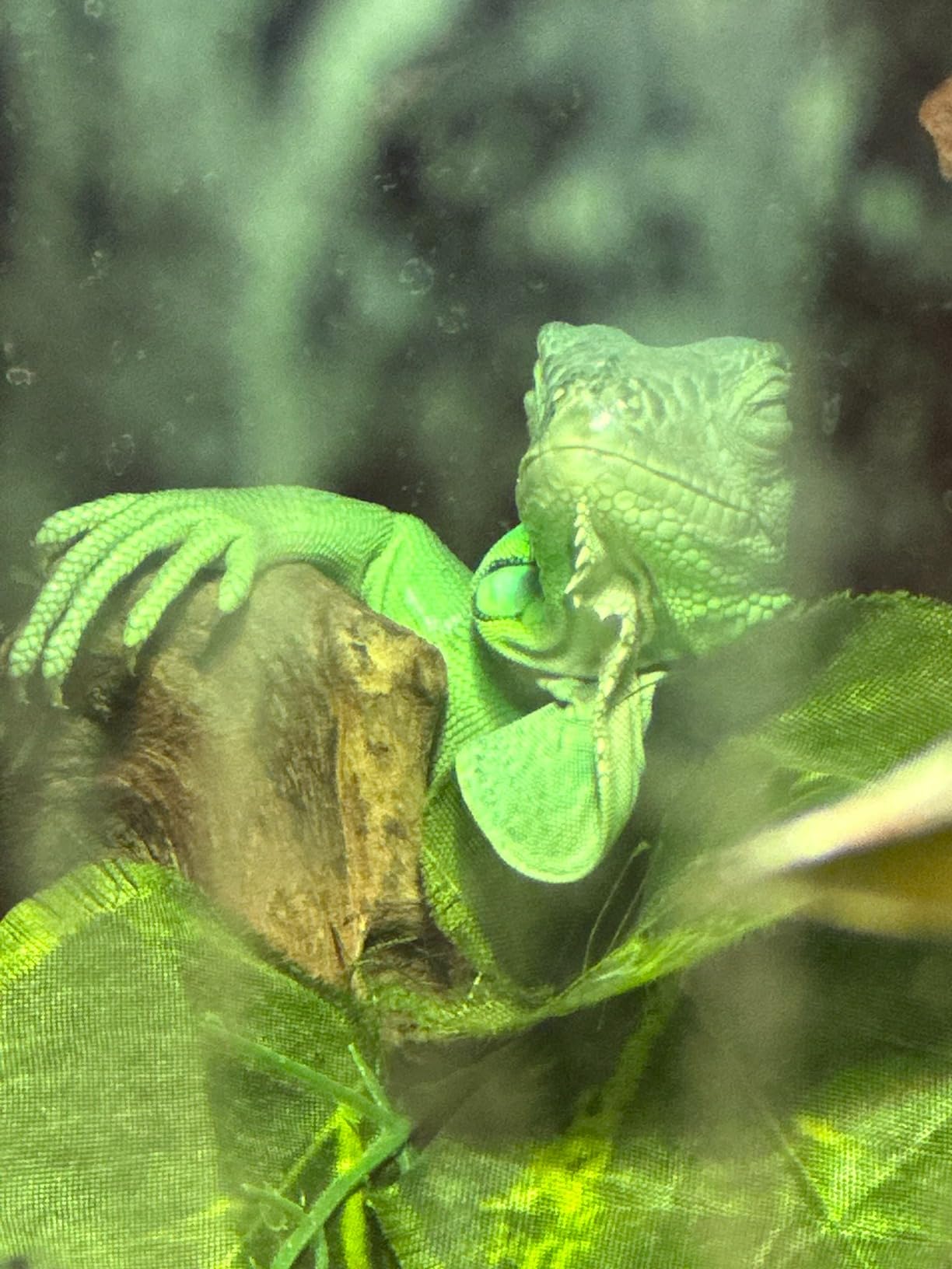 REPTI ZOO Full Spectrum UVA + UVB Sun Lamp Self-Ballasted Vapor Lamp for Reptile and Amphibian Use customer photo 1