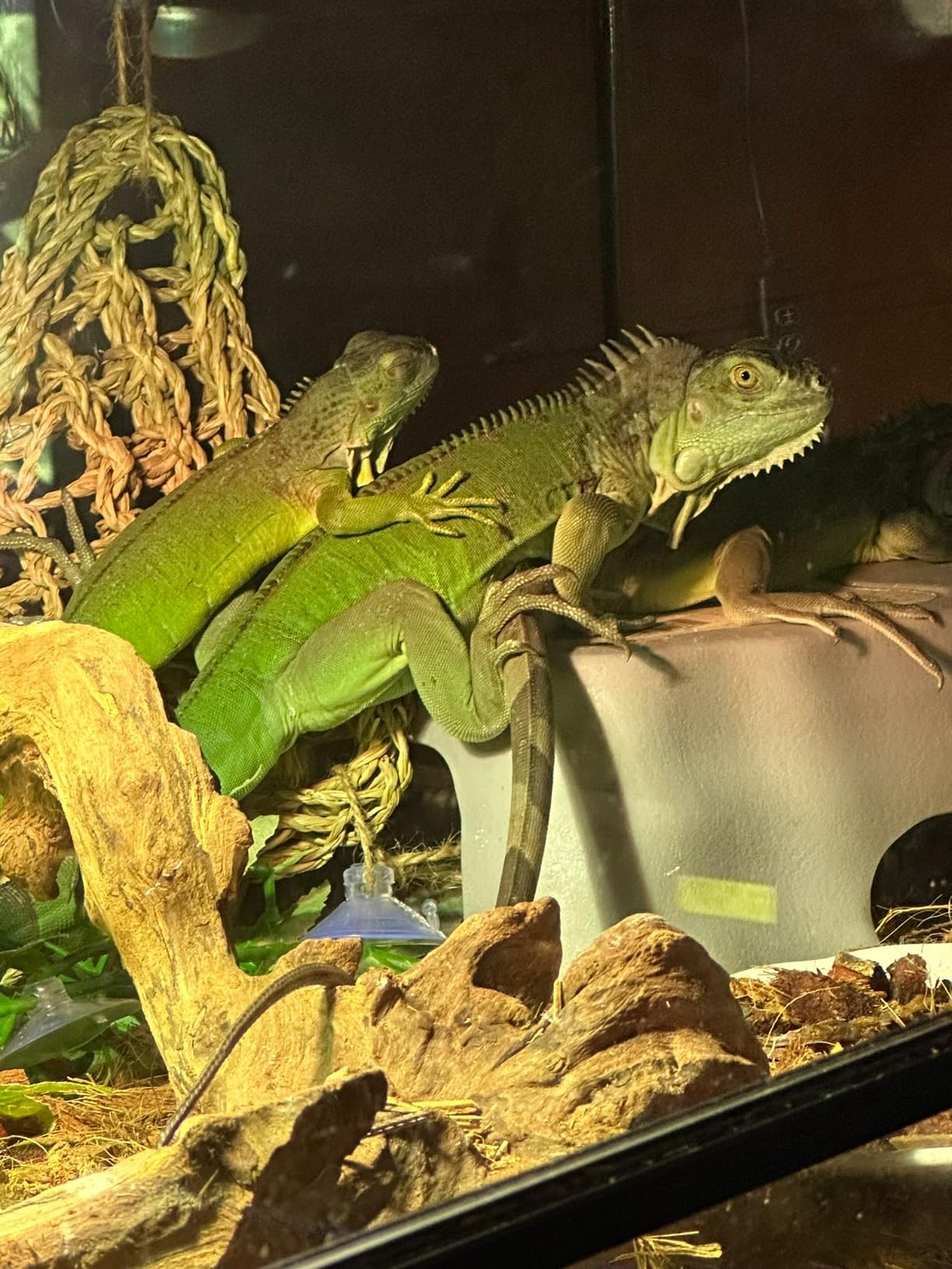 REPTI ZOO Full Spectrum UVA + UVB Sun Lamp Self-Ballasted Vapor Lamp for Reptile and Amphibian Use customer photo 2