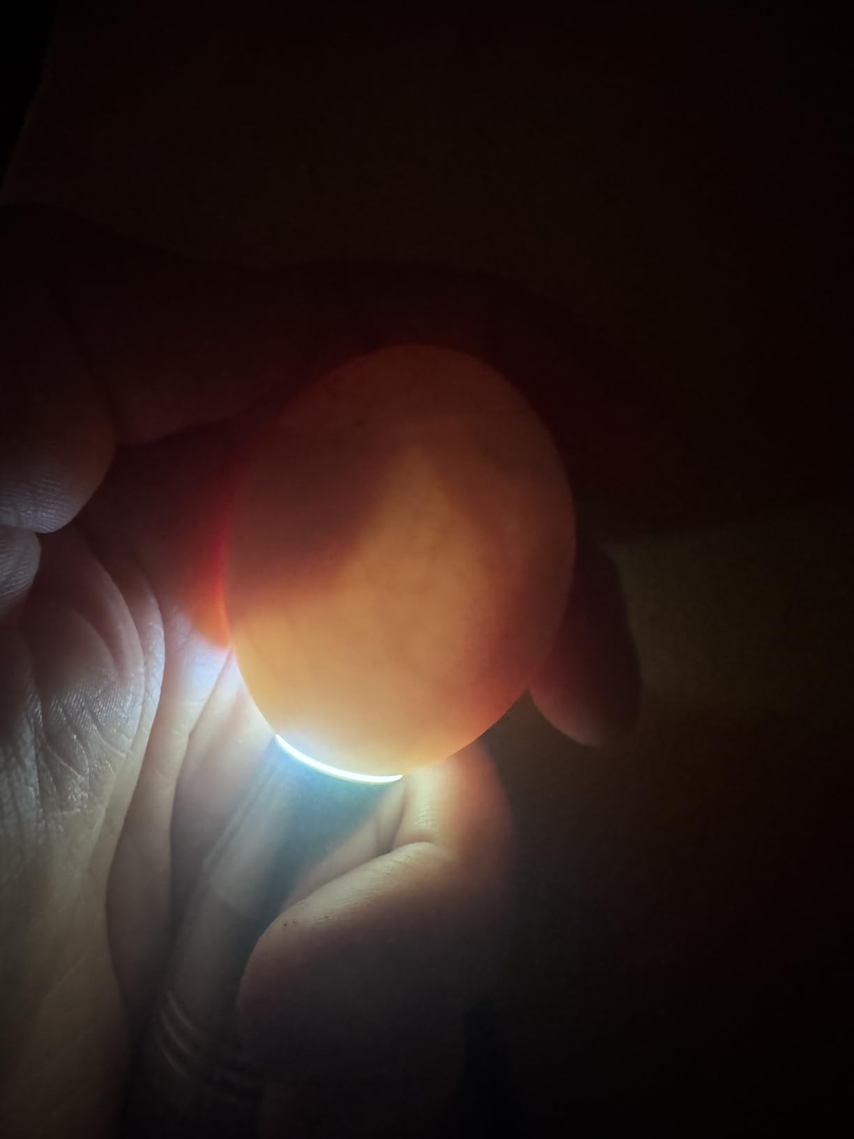 Powerful Professional LED Light Egg Candler Incubator Stainless Steel Tester for All Egg Type, Ultra Bright, Powered Portable customer photo 1