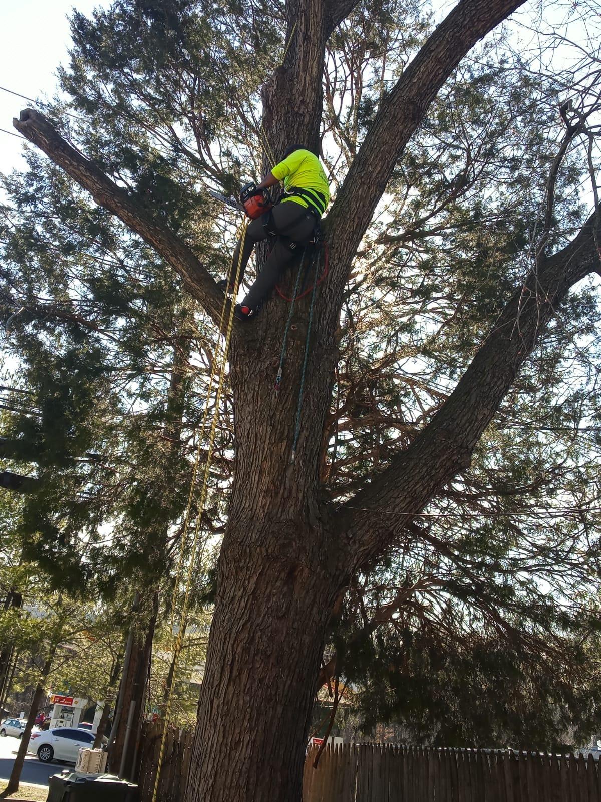 Pelican Rope 24-Strand 7/16 in (11 mm), USA Made Arborist Rope - 7,000 lb MBS - Static Climbing Rope - Lightweight - Arborist-24 - 120 Ft - Plain End - Yellow Black customer photo 2