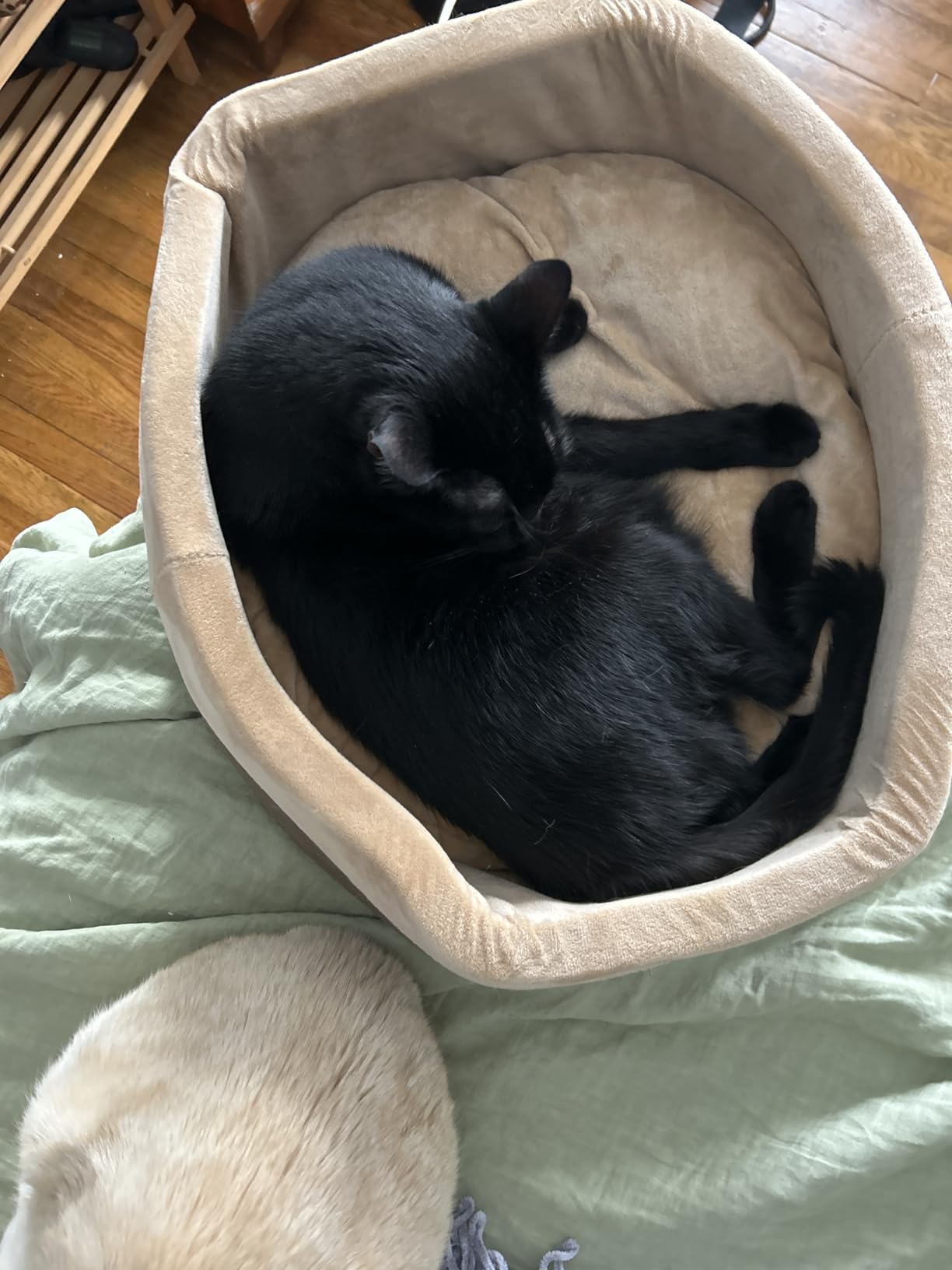 K&H Pet Products Thermo-Kitty Bed Heated Cat Beds for Large Indoor Cats & Dogs, Calming Warming Pillow Pet Bed, Machine Washable, Removable Heater, Safety Listed - Large 20