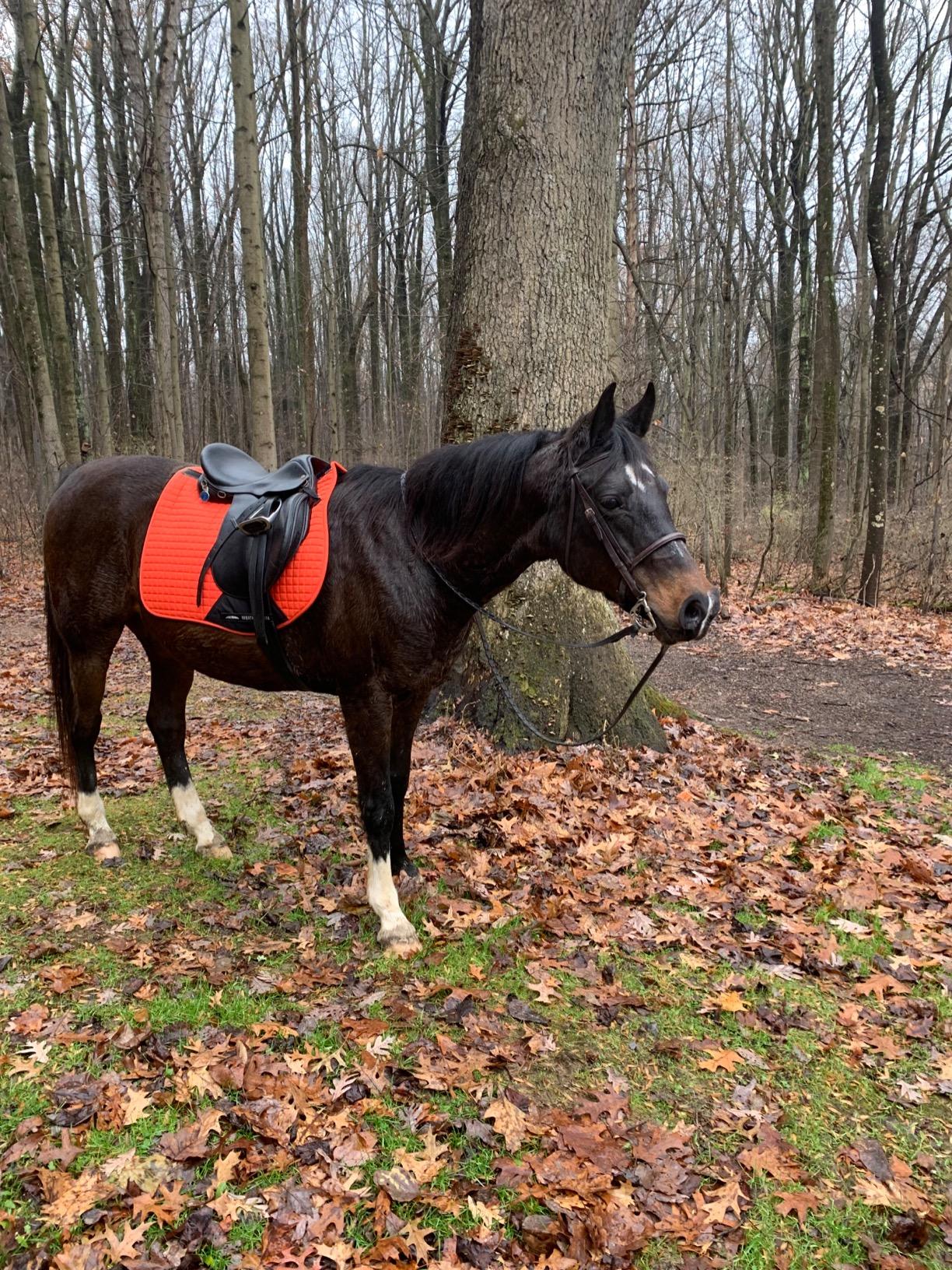WeatherBeeta Prime All Purpose Saddle Pad customer photo 2