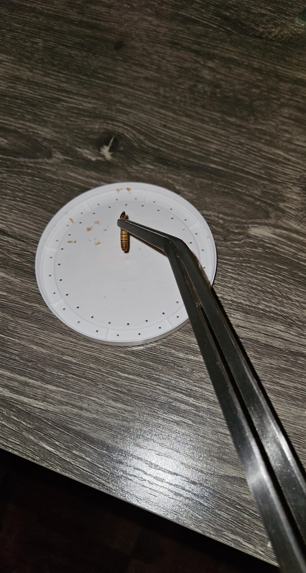 Long Tweezers for Aquarium 15 inch - 2 Pcs Stainless Steel Reptile Feeding Tongs, Curved and Straight Design with No Slip Tips customer photo 1