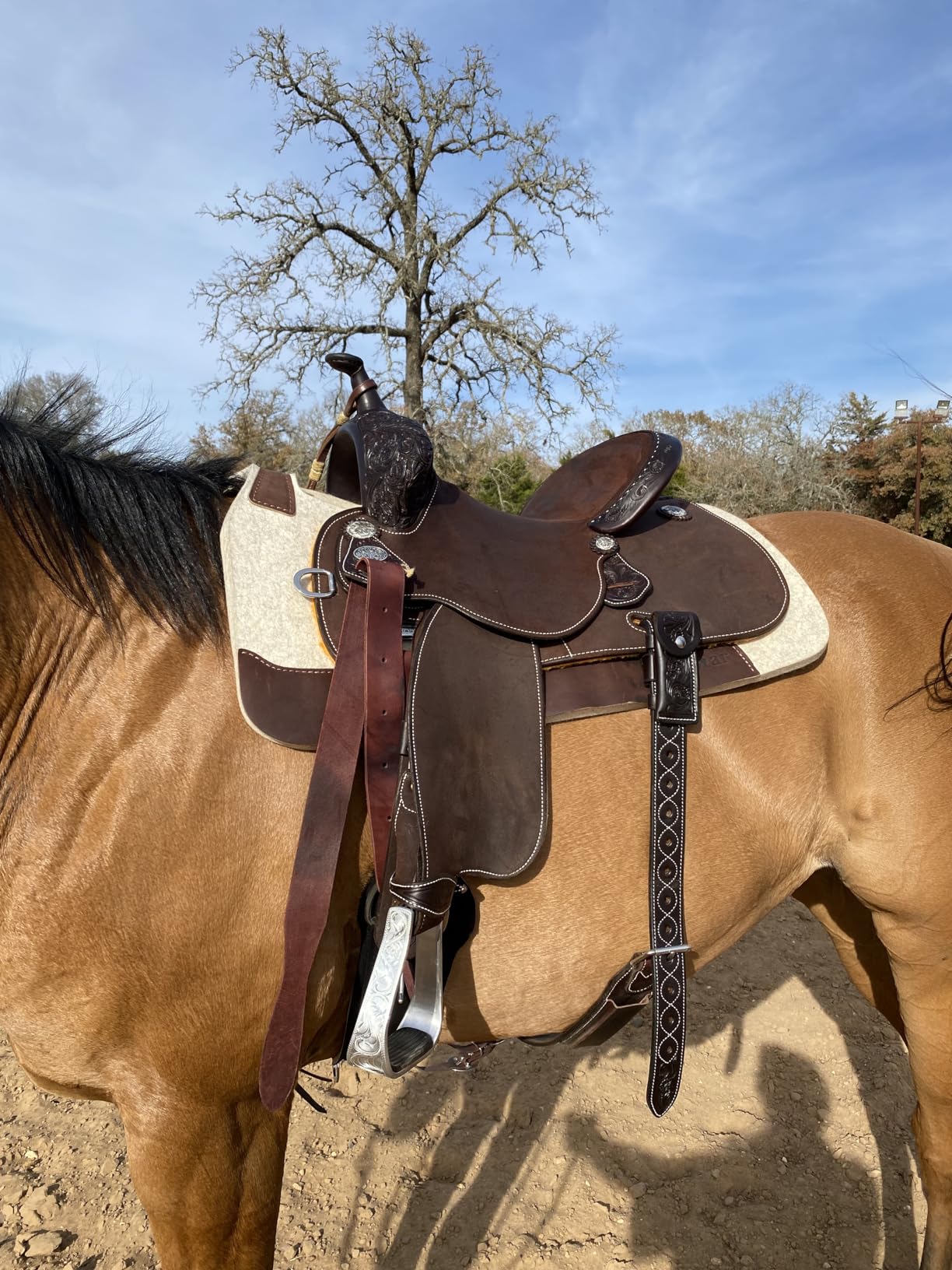 5 Star Equine - 7/8