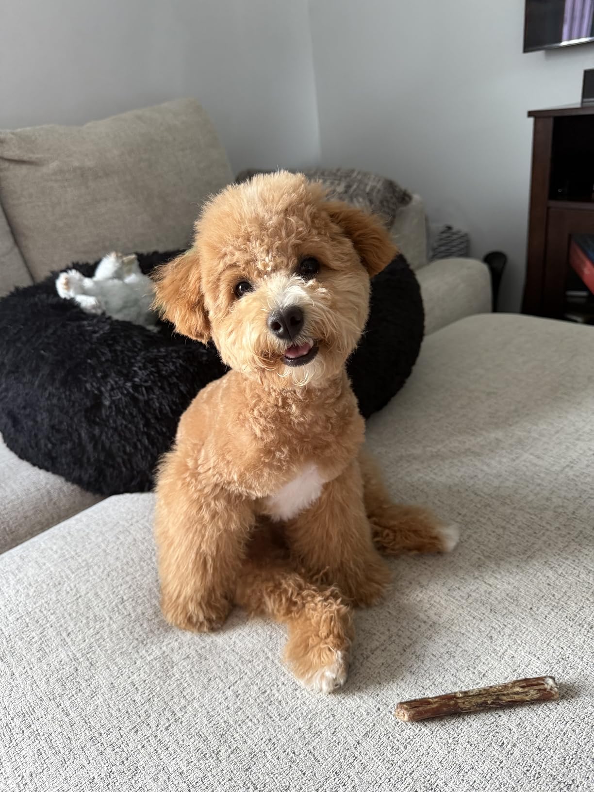 shernbao High Velocity Professional Dog Pet Grooming Hair Drying Force Dryer Blower 6.0HP (DHD-2400F) customer photo 1